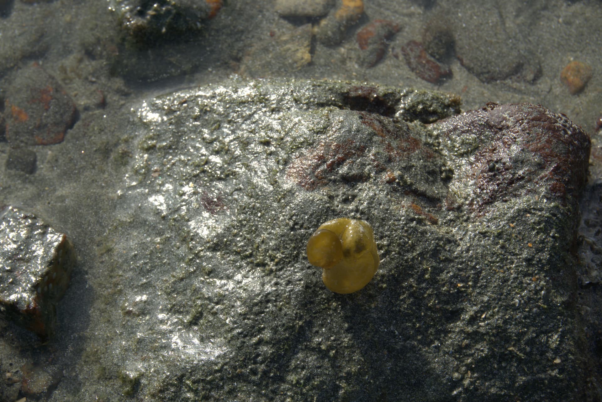 Desaru Beach and Tide Pool Walk - სურათი 22
