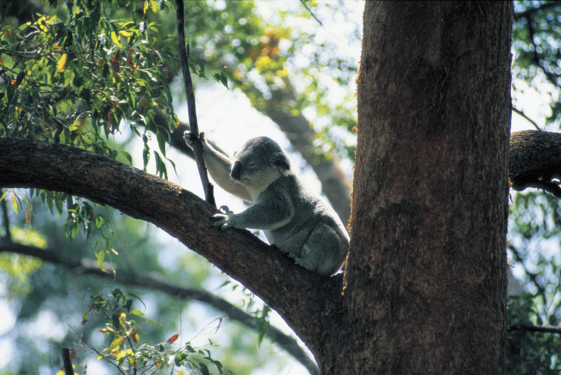 Currumbin Wildlife Sanctuary Gold Coast Ticket - სურათი 4