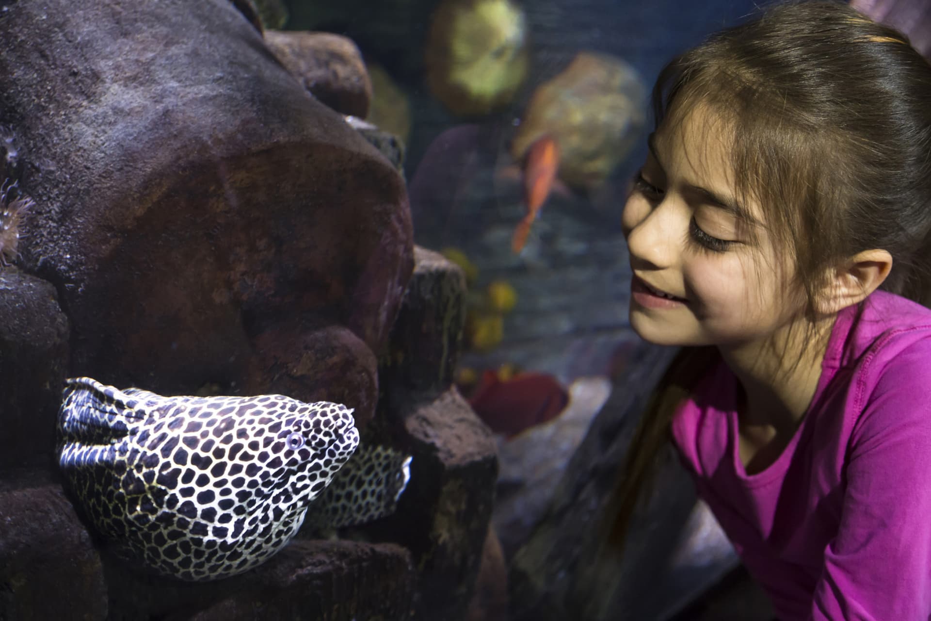 SEA LIFE Hannover Aquarium Ticket - სურათი 3