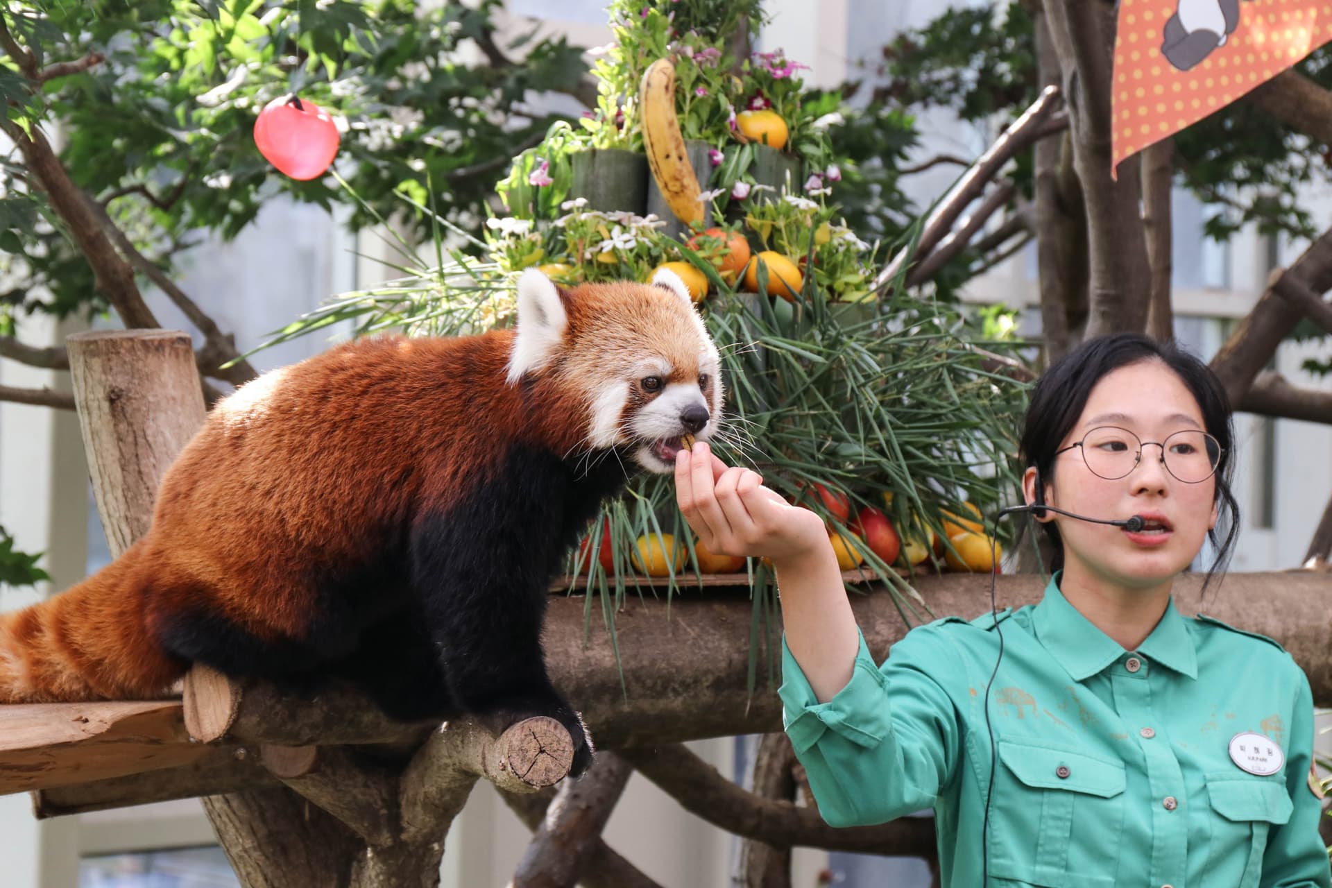 Everland Theme Park with Round Trip Transfers from Seoul - სურათი 15
