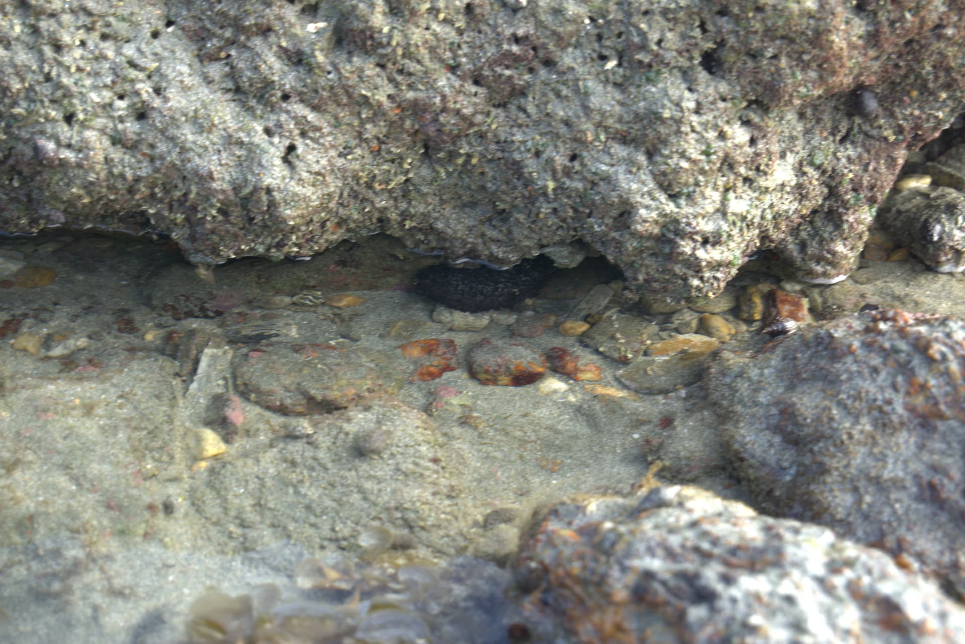 Desaru Beach and Tide Pool Walk - სურათი 27