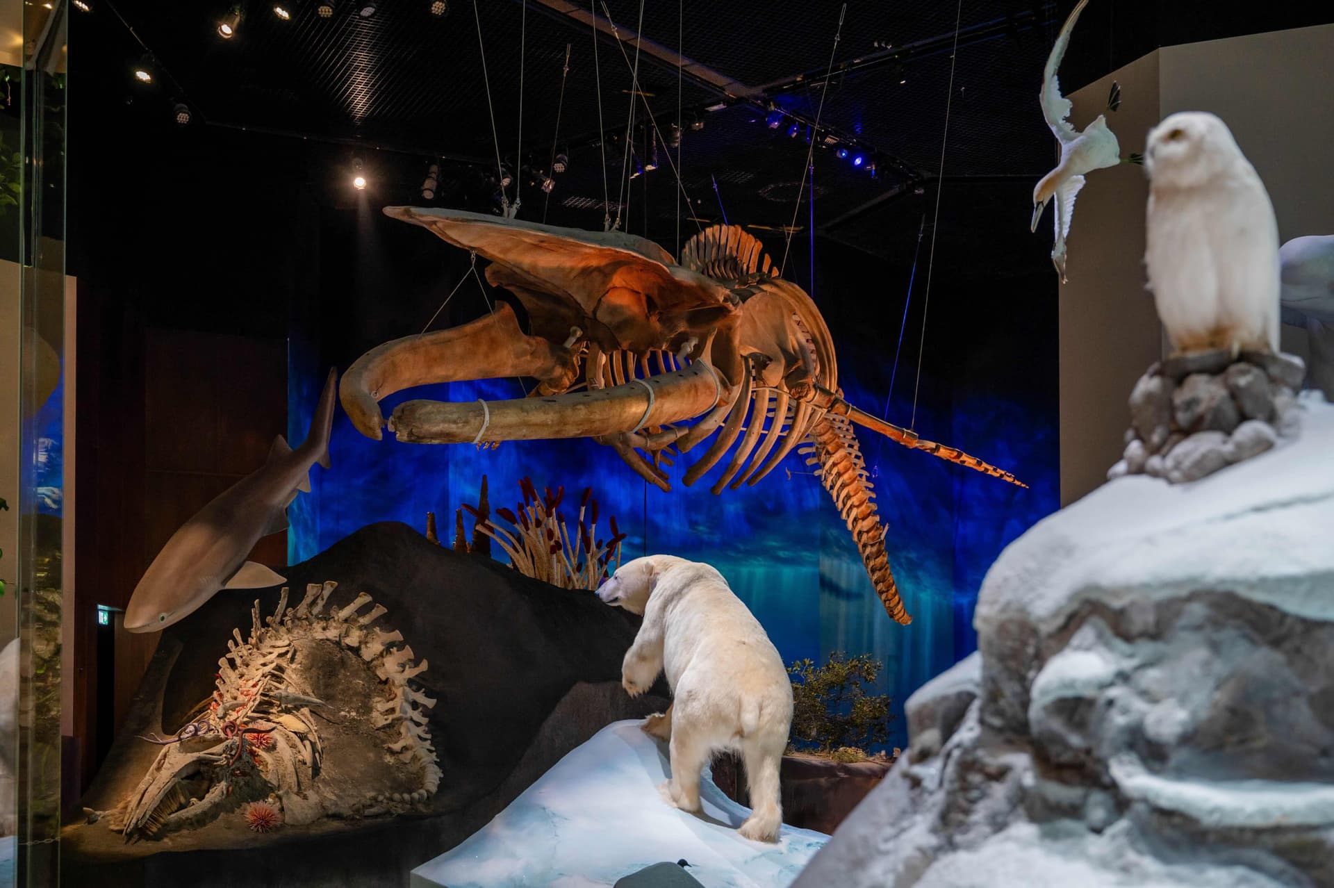 Natural History Museum Abu Dhabi Ticket - სურათი 2