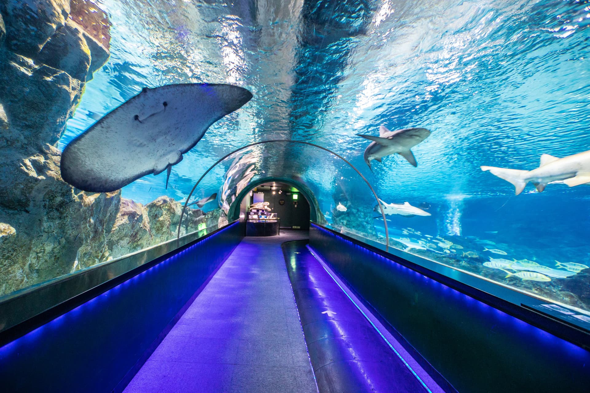 SEA LIFE COEX, Seoul Aquarium Ticket - სურათი 9