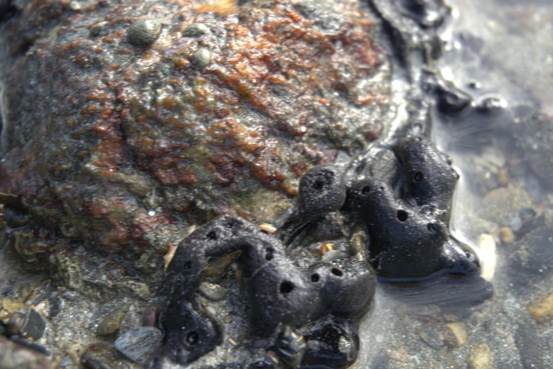 Desaru Beach and Tide Pool Walk - სურათი 26