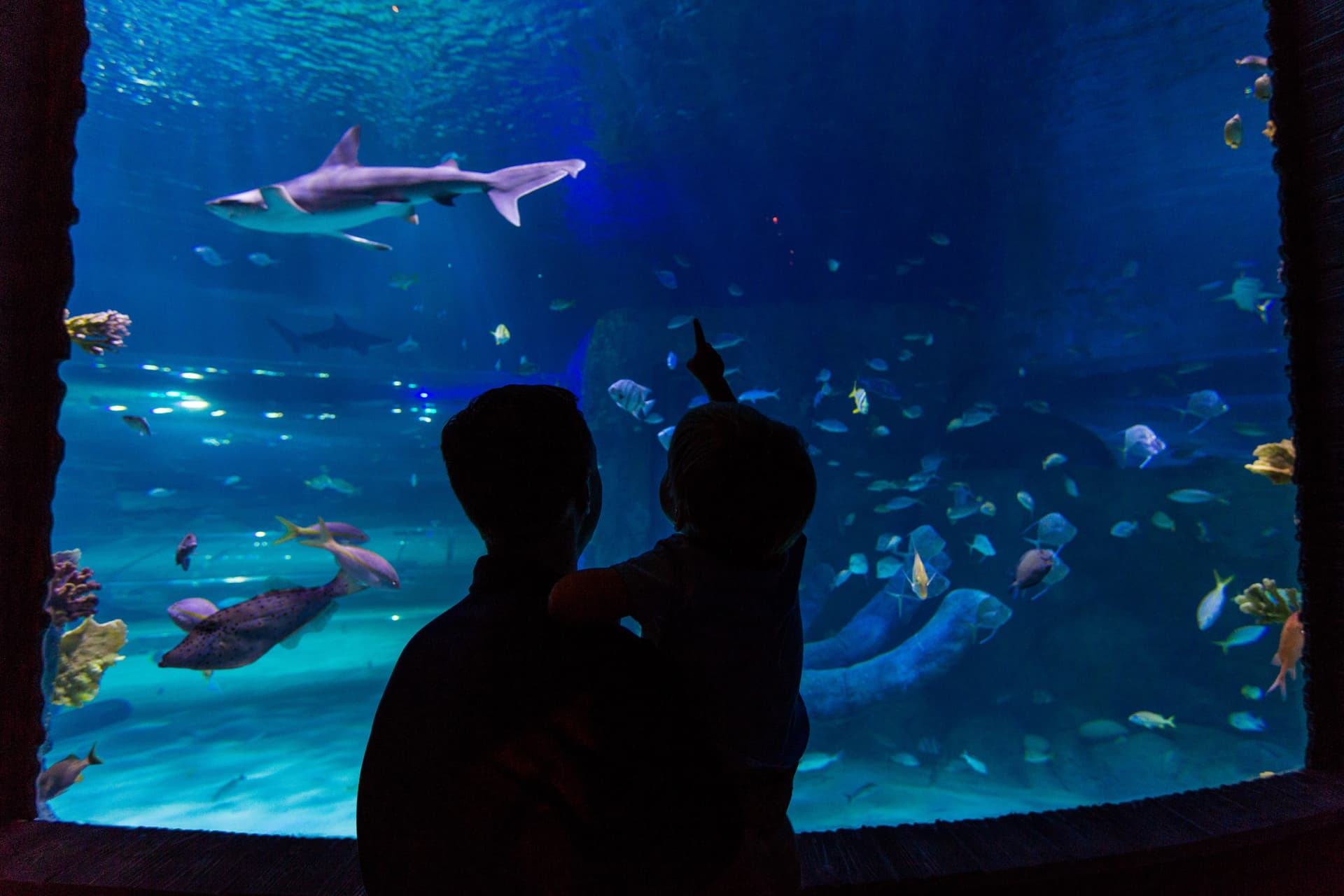 Go City Orlando All-Inclusive Pass: Save up to 50% on Attractions - სურათი 26