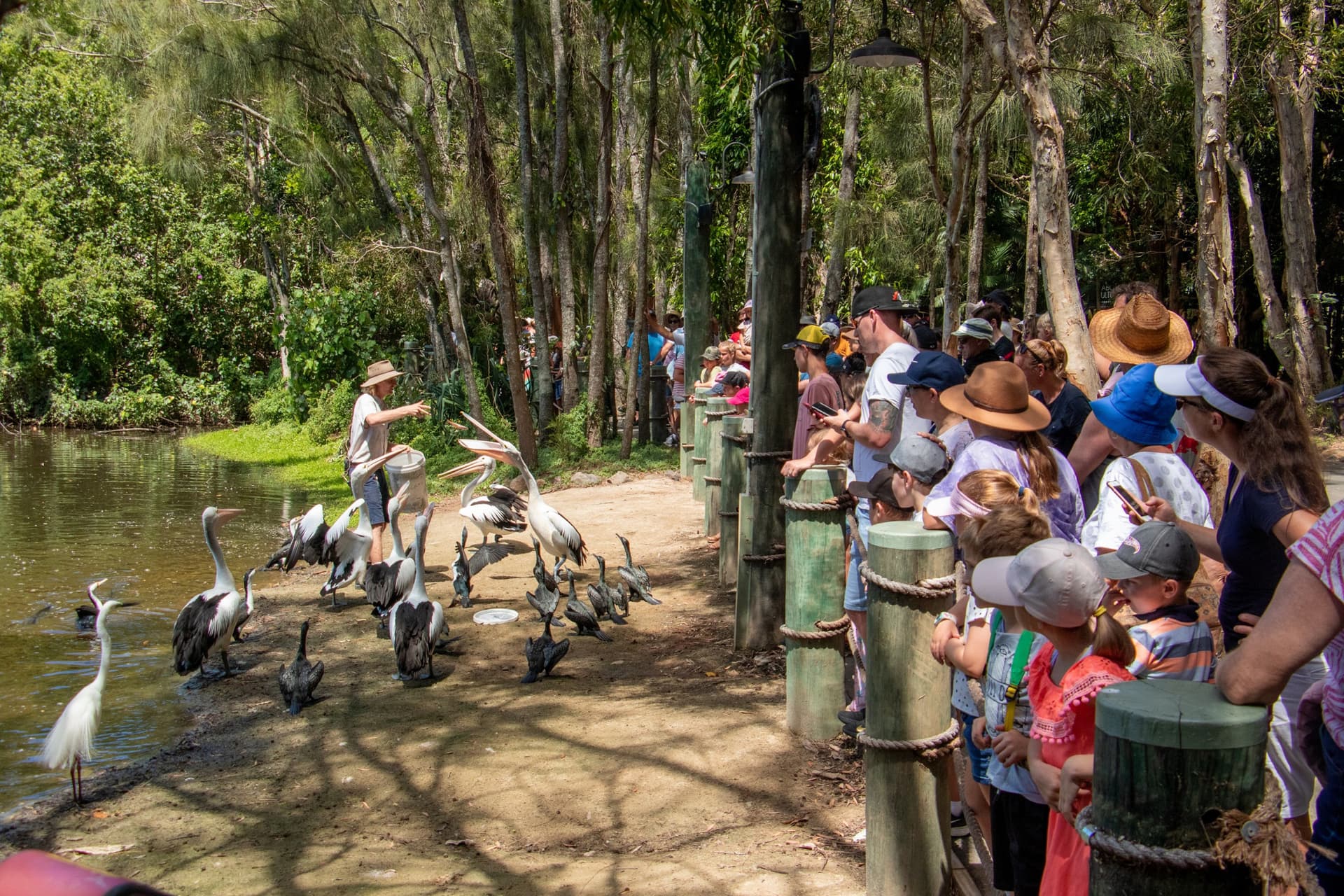 Currumbin Wildlife Sanctuary Gold Coast Ticket - სურათი 10