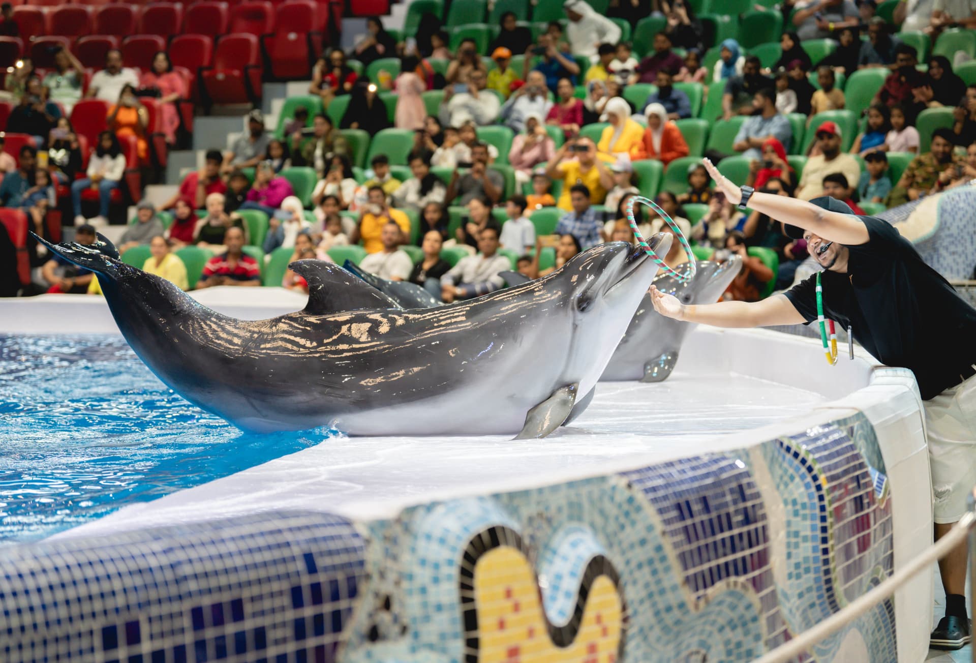 Dubai Dolphinarium Ticket - სურათი 10