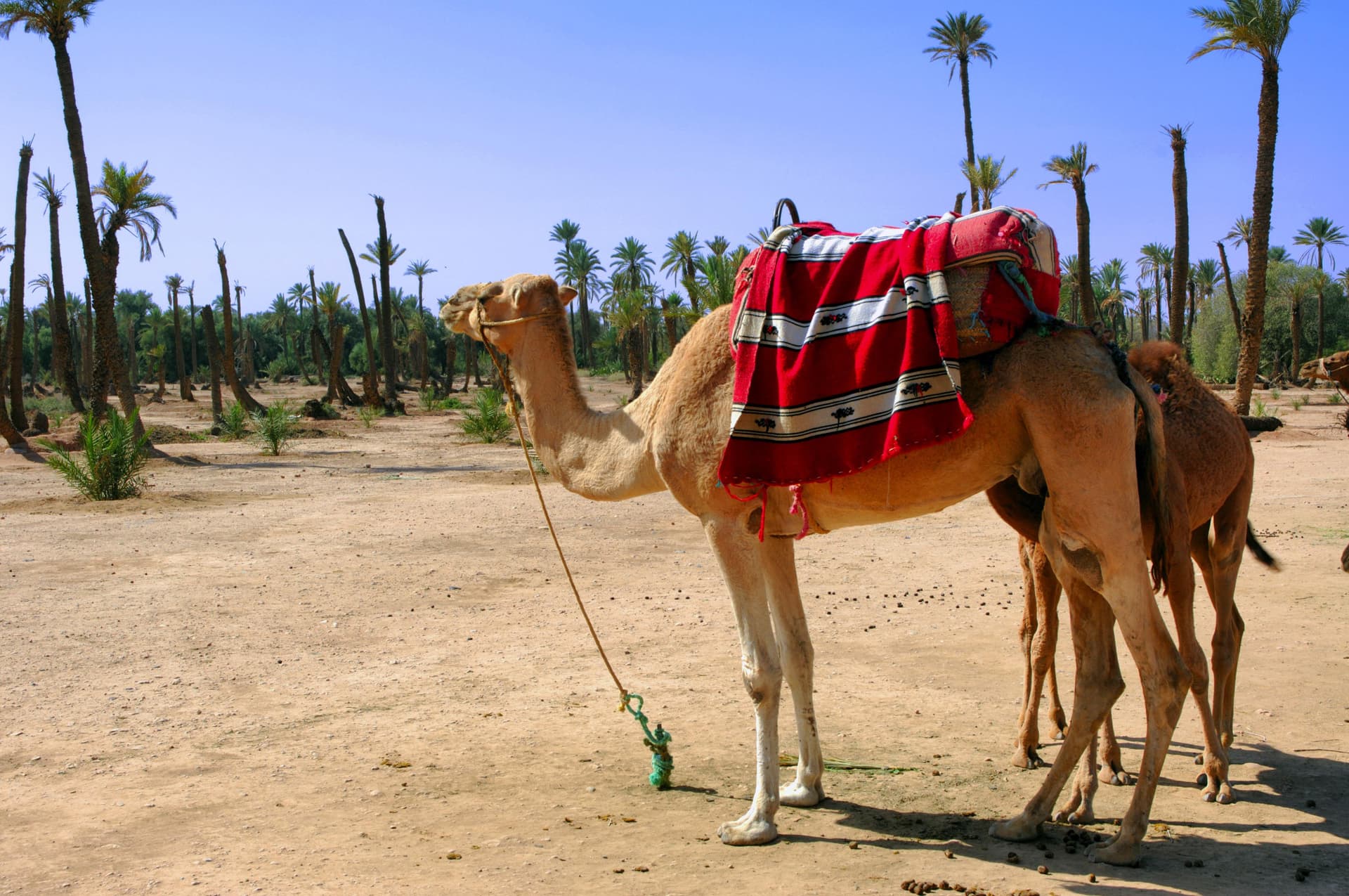 Camel Ride in Marrakech Palm Grove - მთავარი სურათი