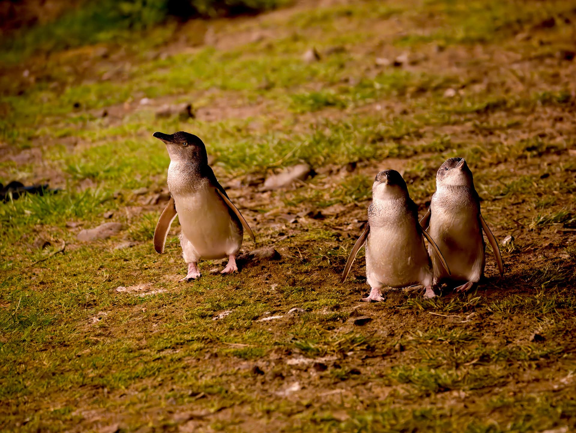 Phillip Island Nature Parks - Penguin Parade Ticket - სურათი 8