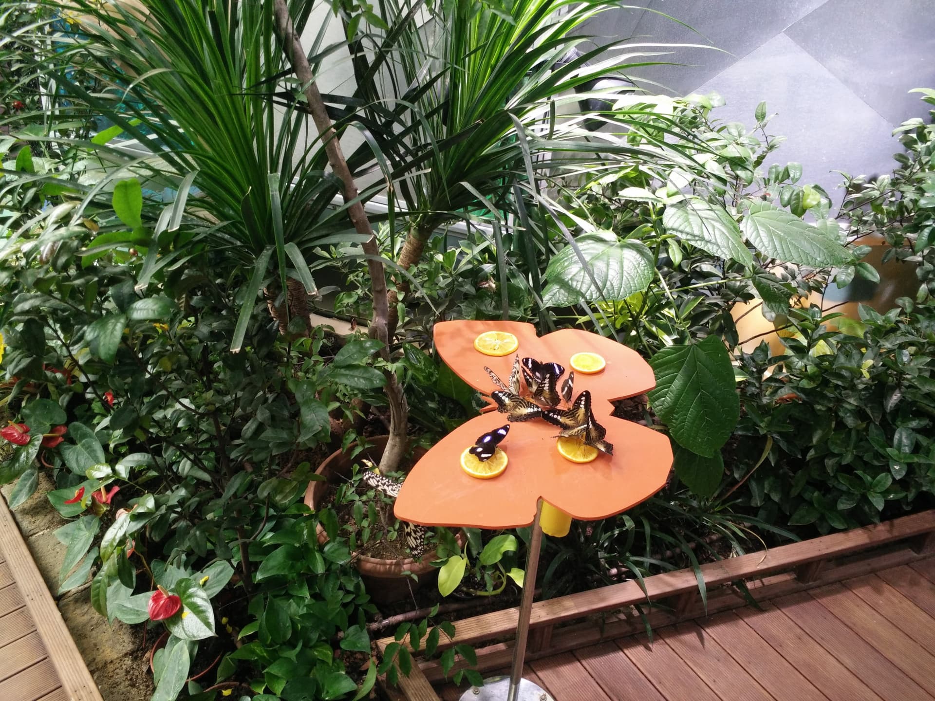 Science Centre Singapore, Omni Theatre, and KidsSTOP Singapore Ticket - სურათი 5