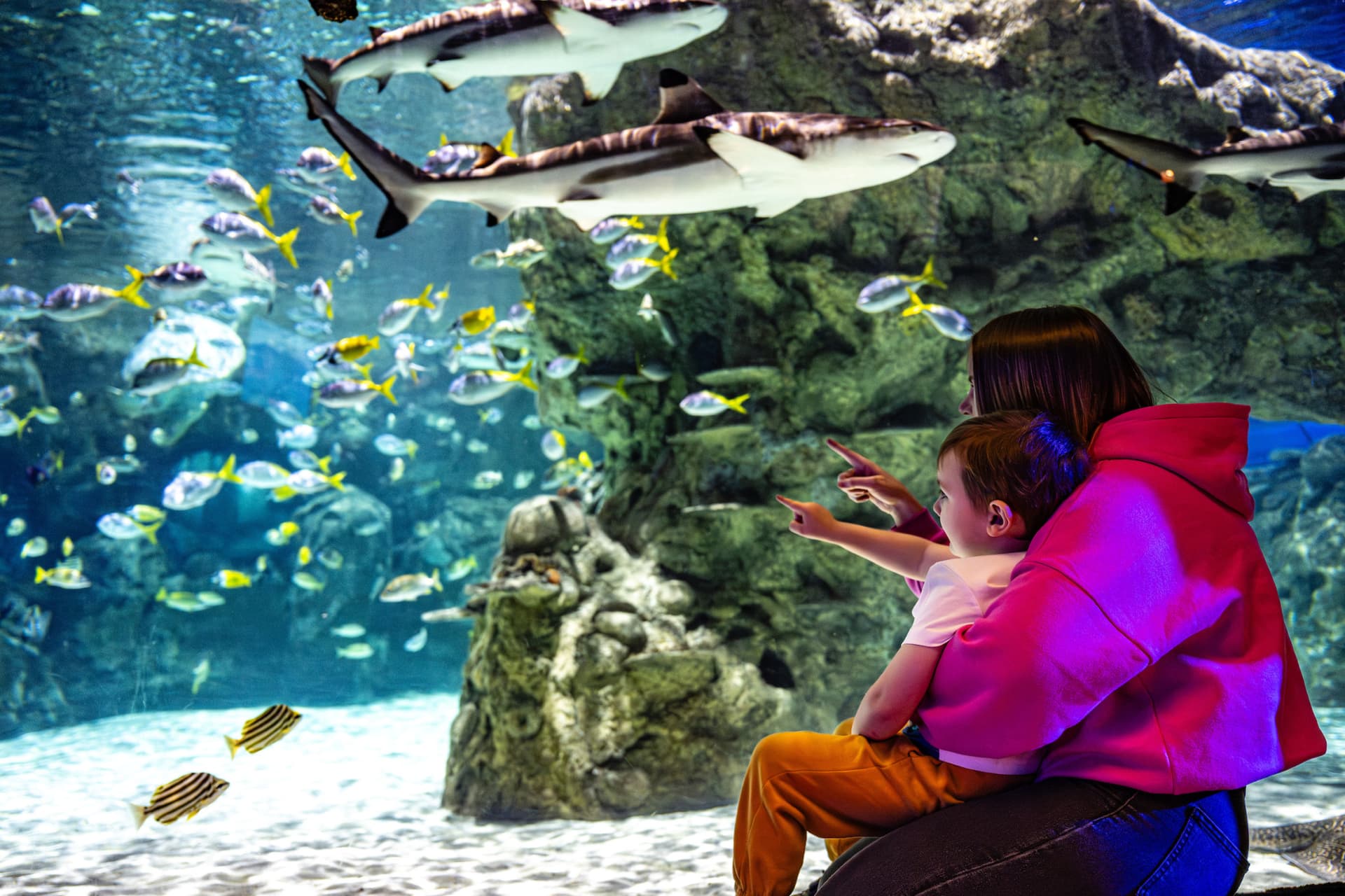 SEA LIFE Brighton Ticket - სურათი 3