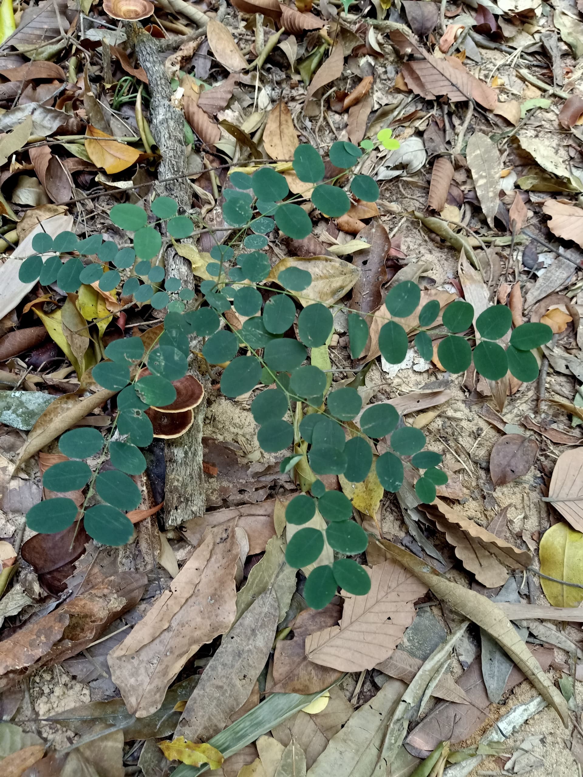 Langkawi Morning Rainforest Walking Tour - სურათი 5