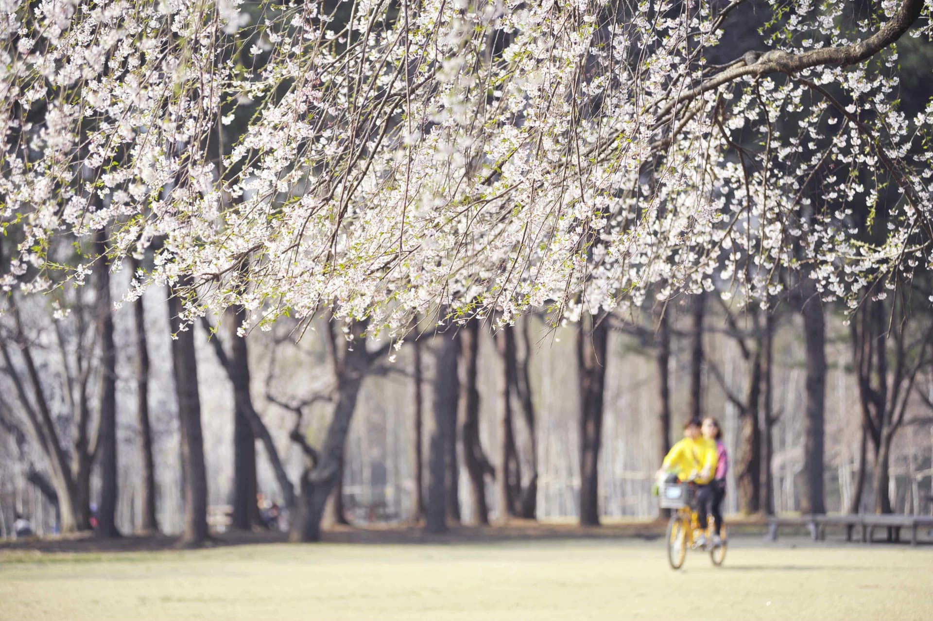 Nami Island Shuttle Bus Transfers from Seoul - სურათი 4