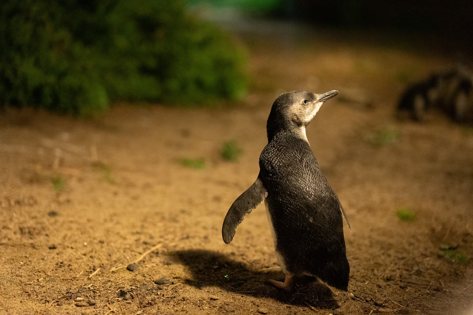 Phillip Island Nature Parks - Penguin Parade Ticket - სურათი 9