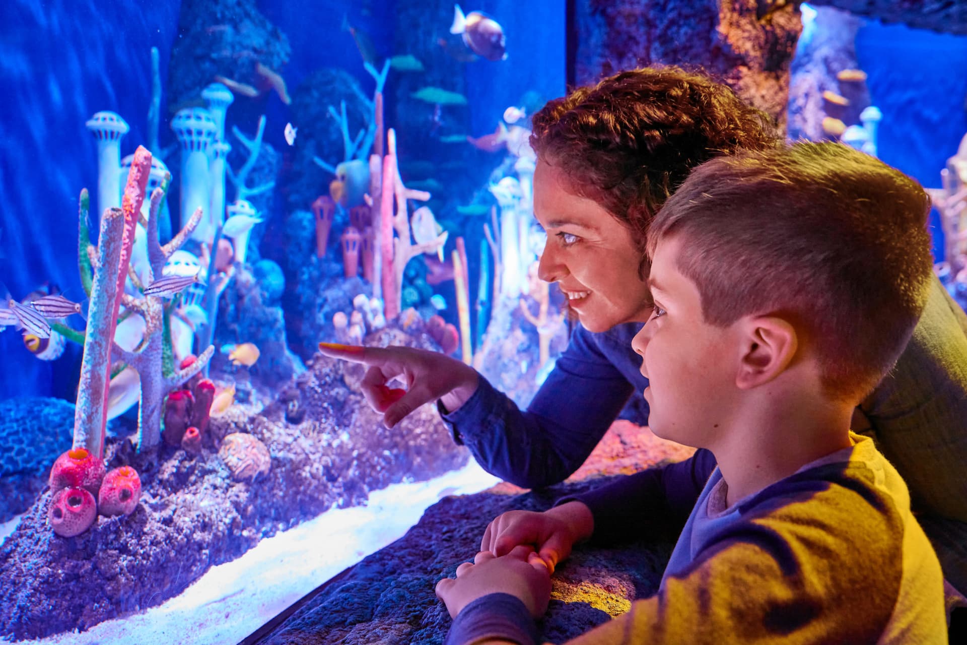 SEA LIFE New Jersey Aquarium Ticket - სურათი 5