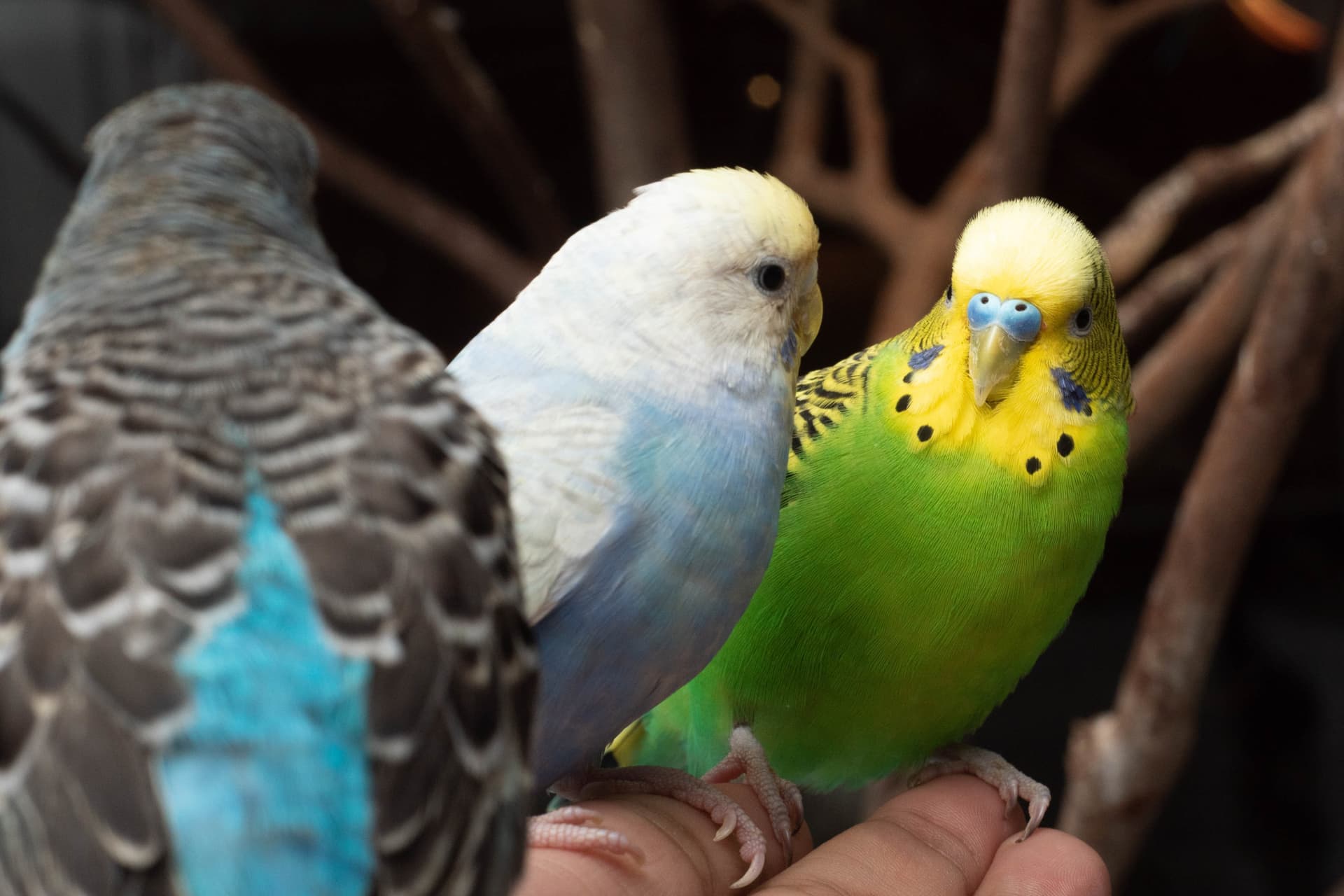 Just Farm Indoor Zoo Kuala Lumpur  (Previously Known As Just Pets Megastore) - სურათი 15