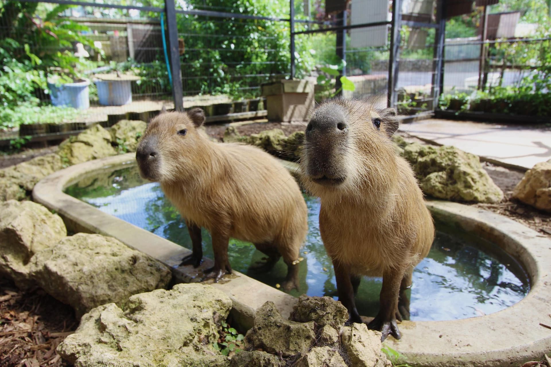 Okinawa Southeast Botanical Gardens - სურათი 24