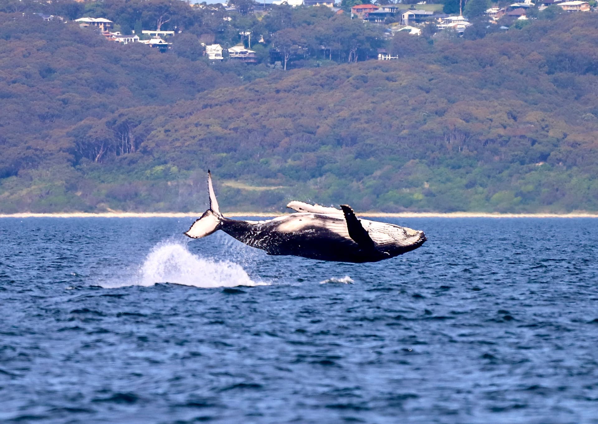 Newcastle Whale Watching Cruise aboard CoastXP - სურათი 3