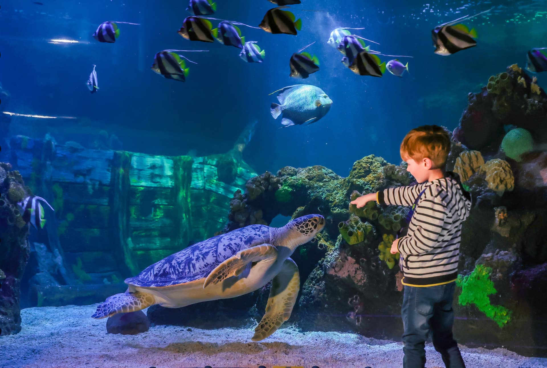 SEA LIFE Timmendorfer Strand Aquarium Ticket - მთავარი სურათი