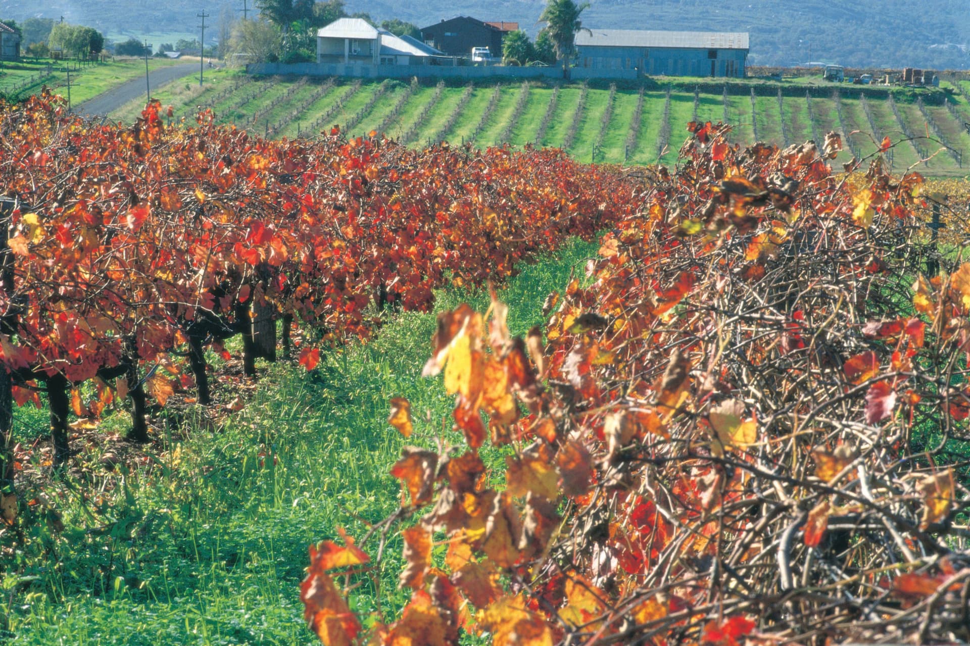 Swan Valley Half-Day Coach Tour with Wine and Chocolate Tasting - სურათი 3