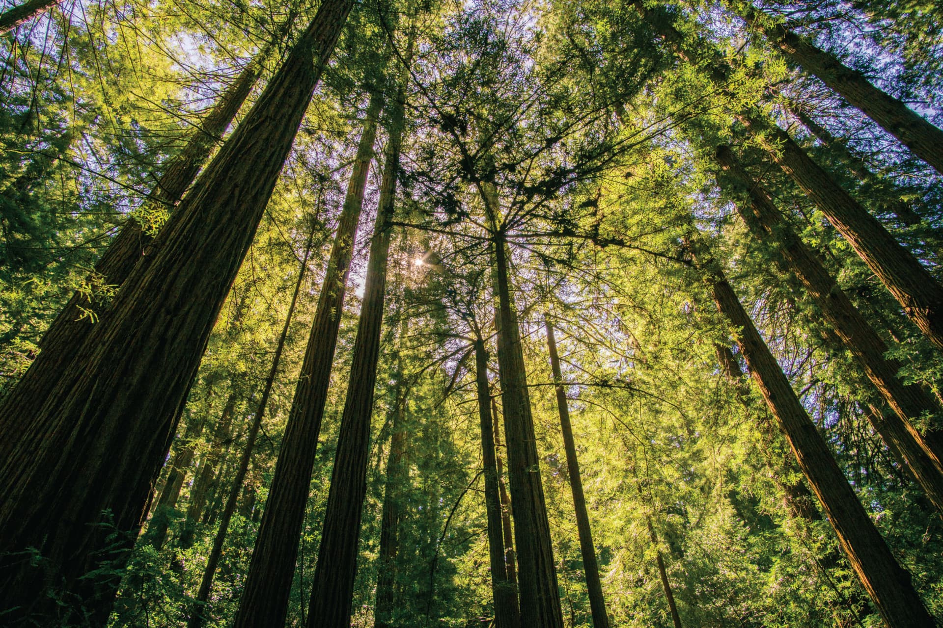 Muir Woods & Sausalito Half-Day Tour - სურათი 3