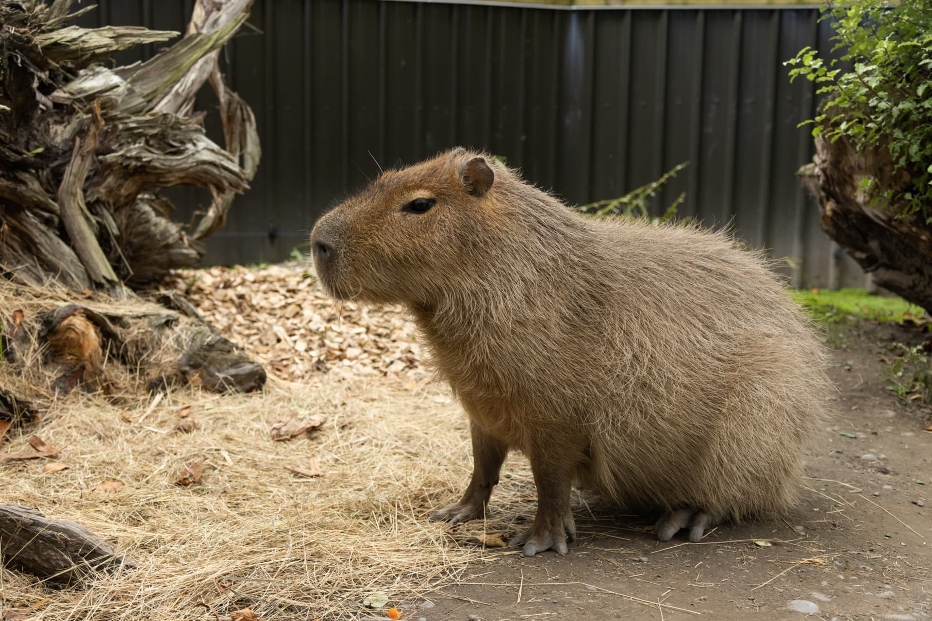 Willowbank Wildlife Reserve Ticket - სურათი 8