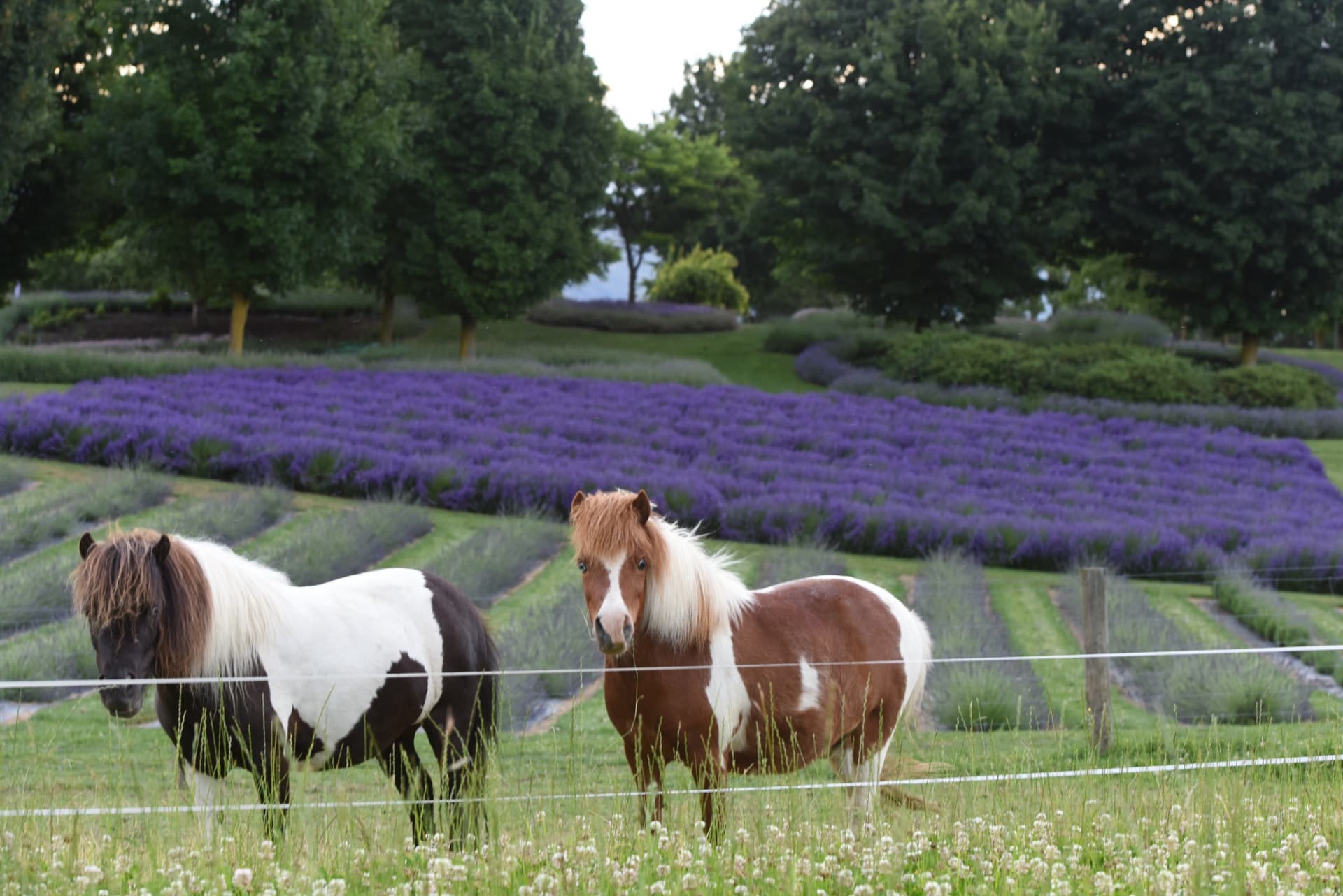 Wanaka Lavender Farm Ticket - მთავარი სურათი