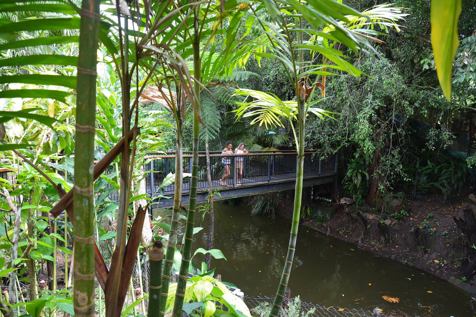 Kuranda Koala Gardens - სურათი 5
