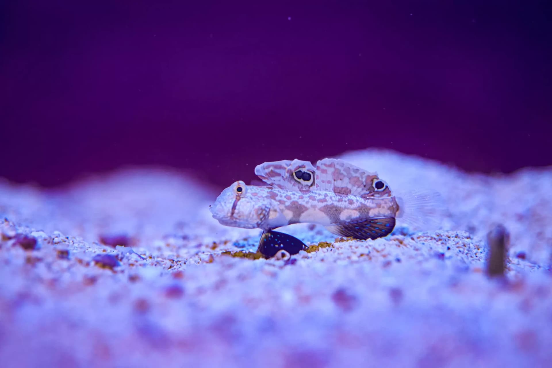 Marine Safari Bali Ticket - სურათი 3