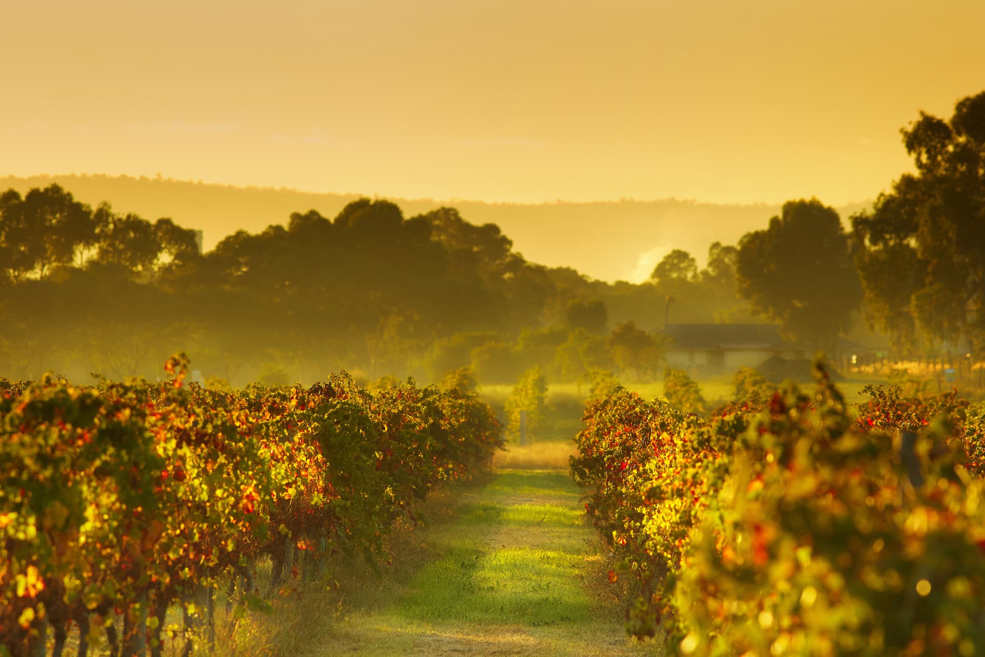 Swan Valley Half-Day Coach Tour with Wine and Chocolate Tasting - სურათი 9