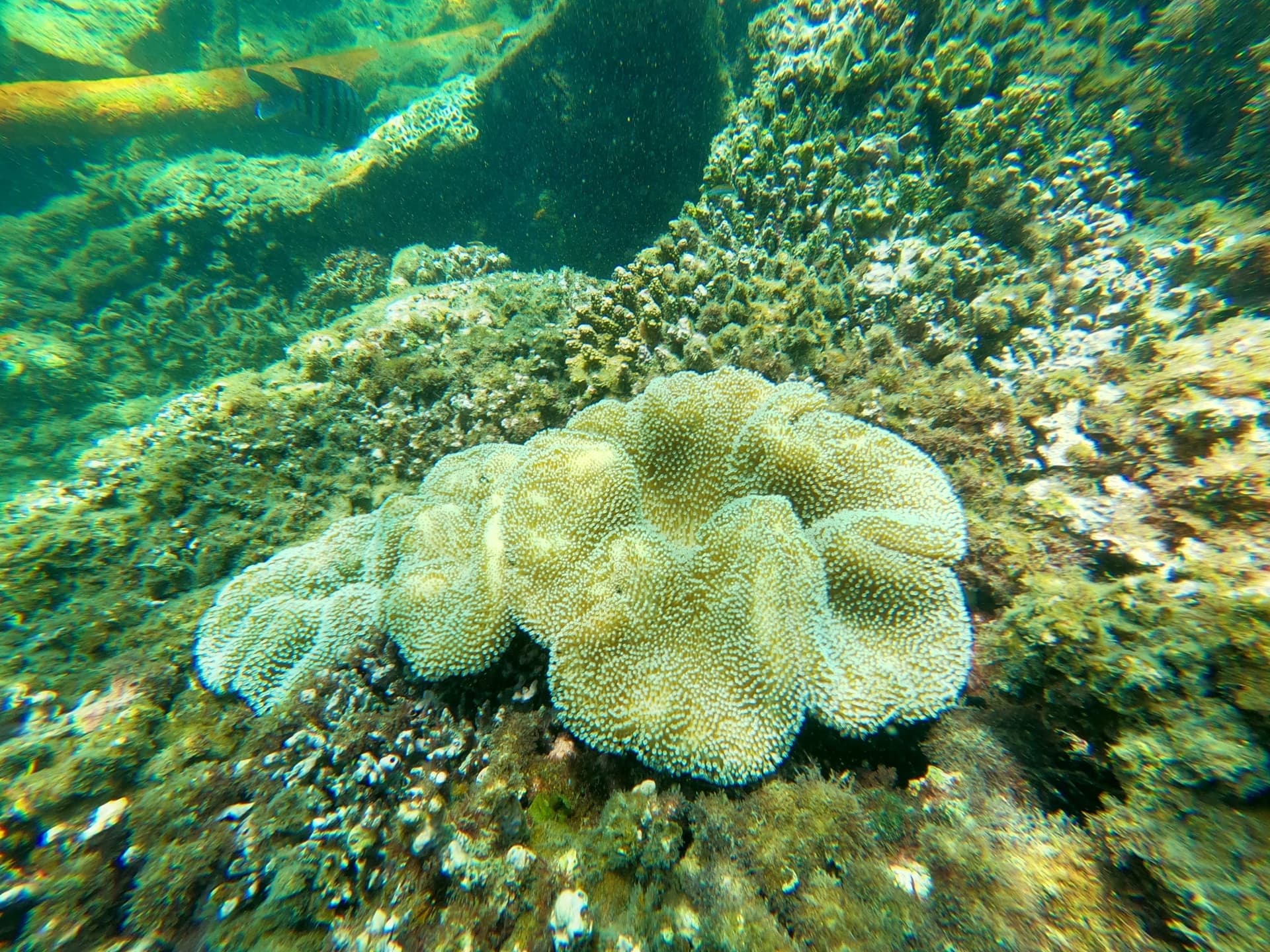 Moreton Island 1-Day Adventure Tour with Kayaking and Sandboarding - სურათი 13