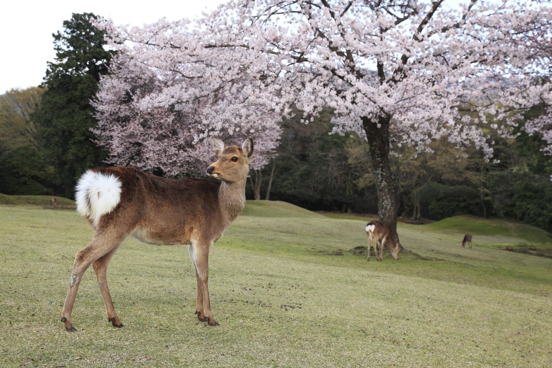 Kintetsu Rail Pass - Train & Bus Pass in Osaka, Nara, Kyoto, Mie (Ise Shima), Nagoya - სურათი 4