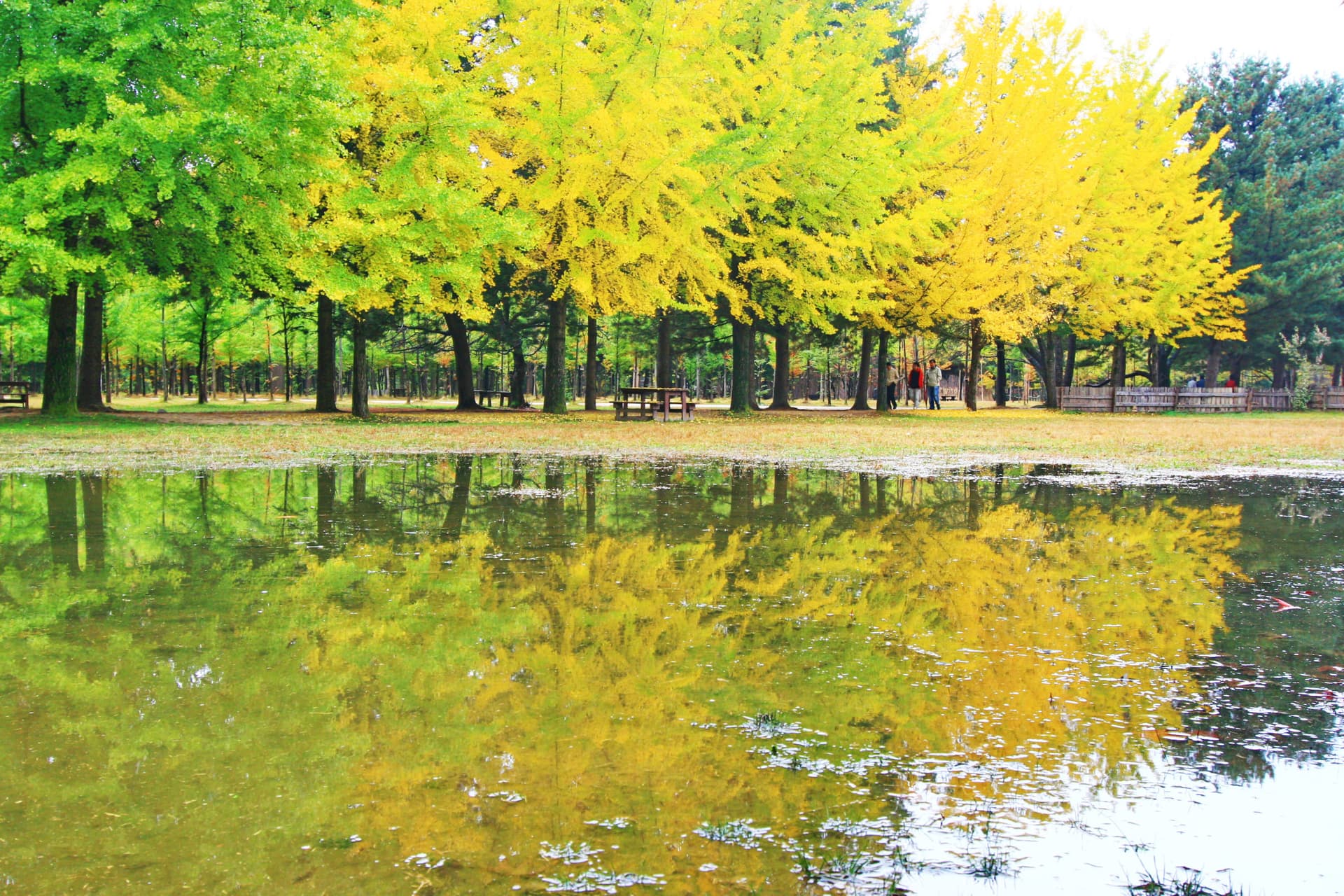 Nami Island and Mount Seorak Full-Day Tour from Seoul - სურათი 5