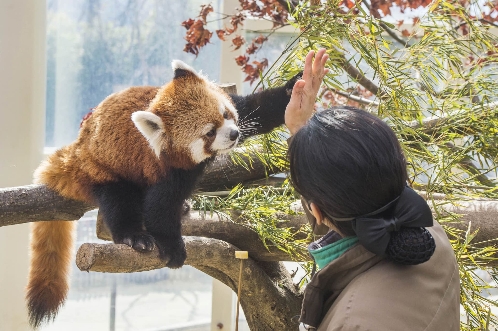 Everland Theme Park with Round Trip Transfers from Seoul - სურათი 14