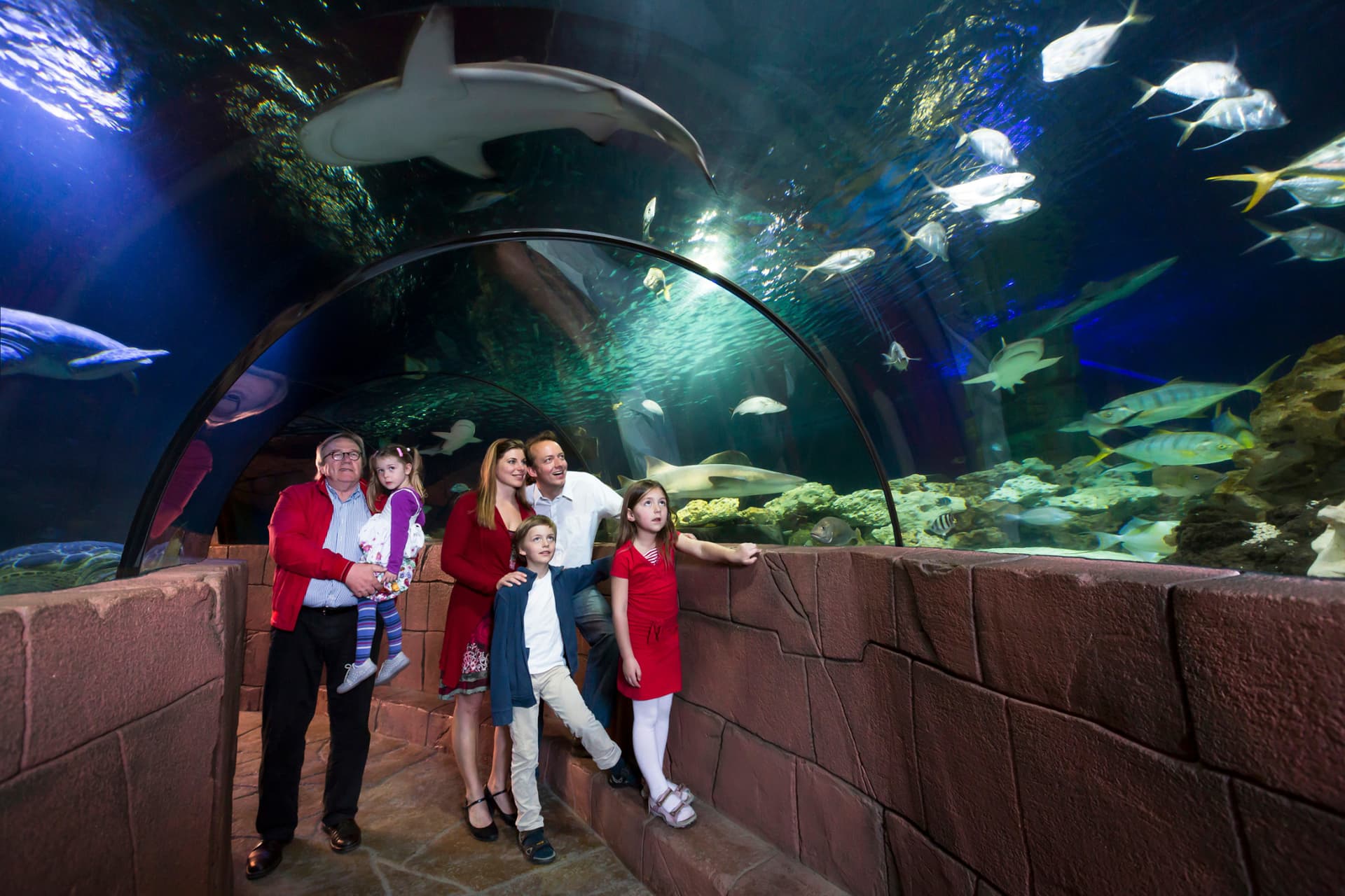 SEA LIFE Hannover Aquarium Ticket - მთავარი სურათი