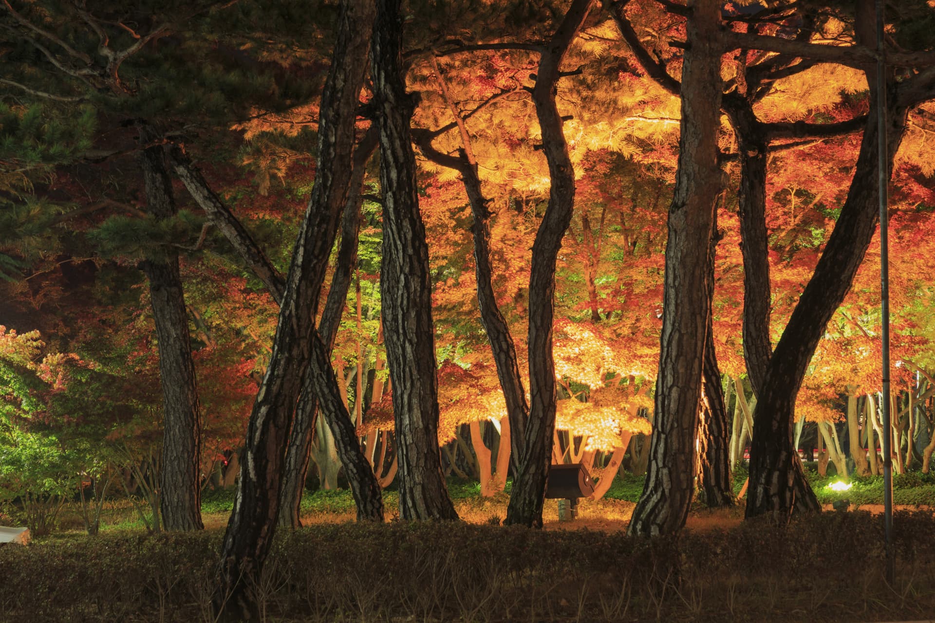 Gyeongju Autumn Foliage One Day Tour from Busan - სურათი 7