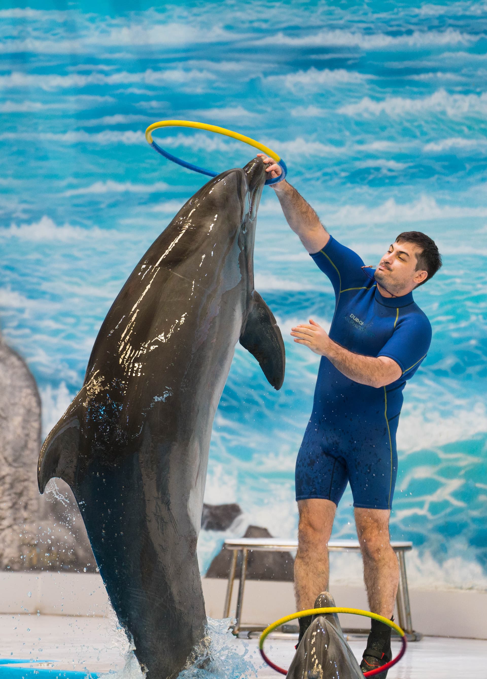 Dubai Dolphinarium Ticket - სურათი 6
