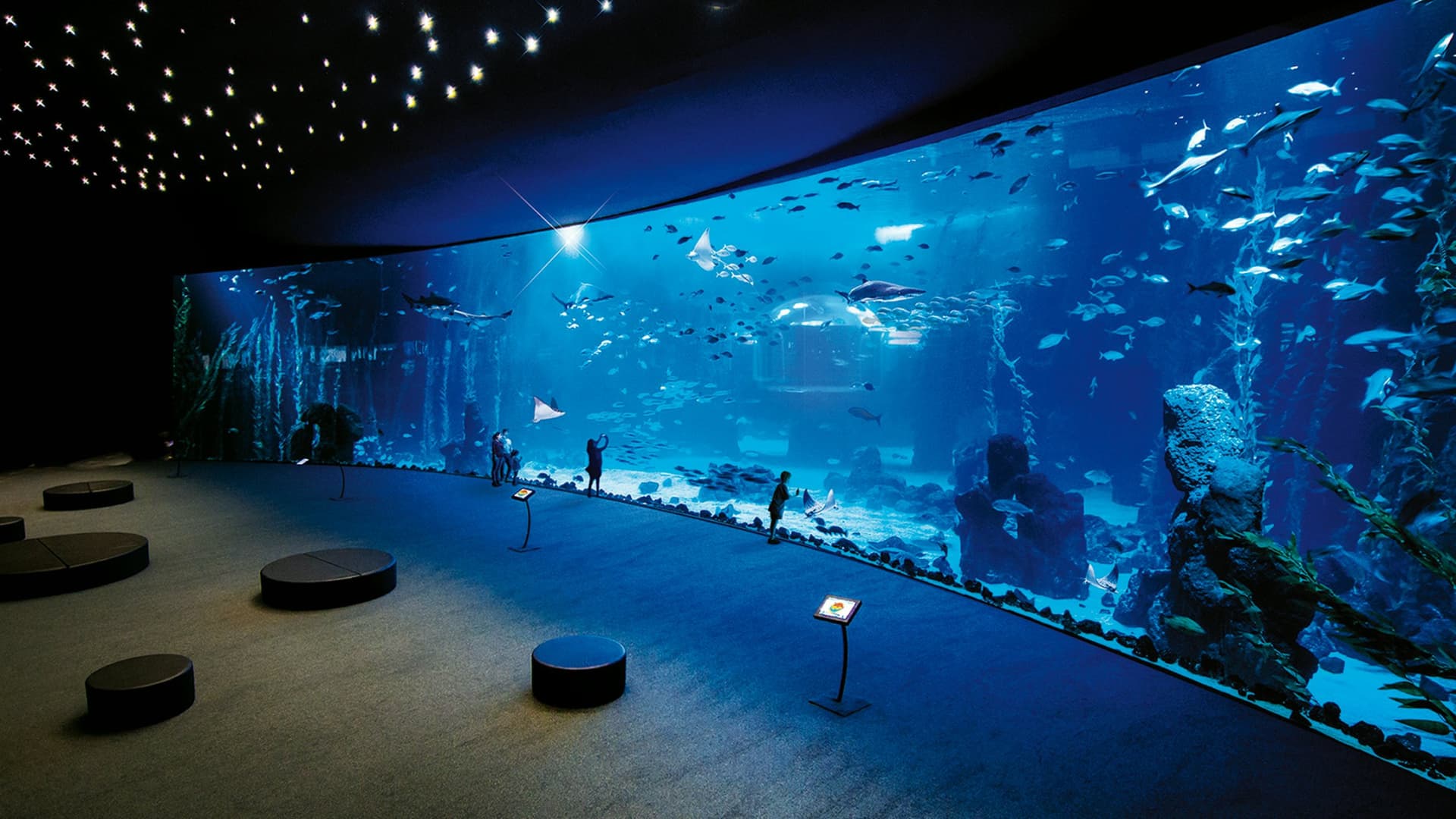 Poema del Mar - Aquarium Gran Canaria: Skip The Line Ticket - სურათი 7