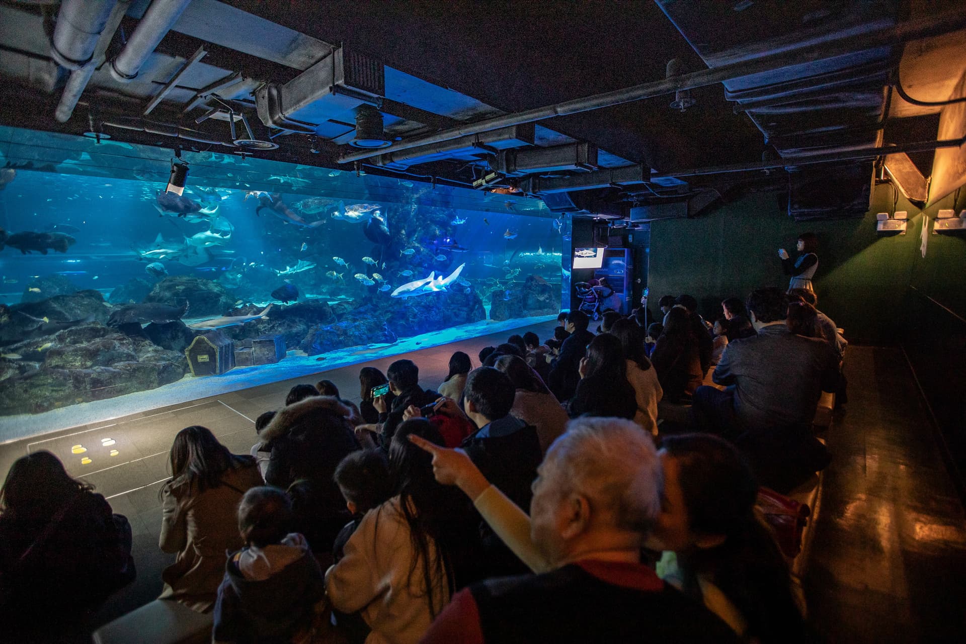 SEA LIFE COEX, Seoul Aquarium Ticket - სურათი 11