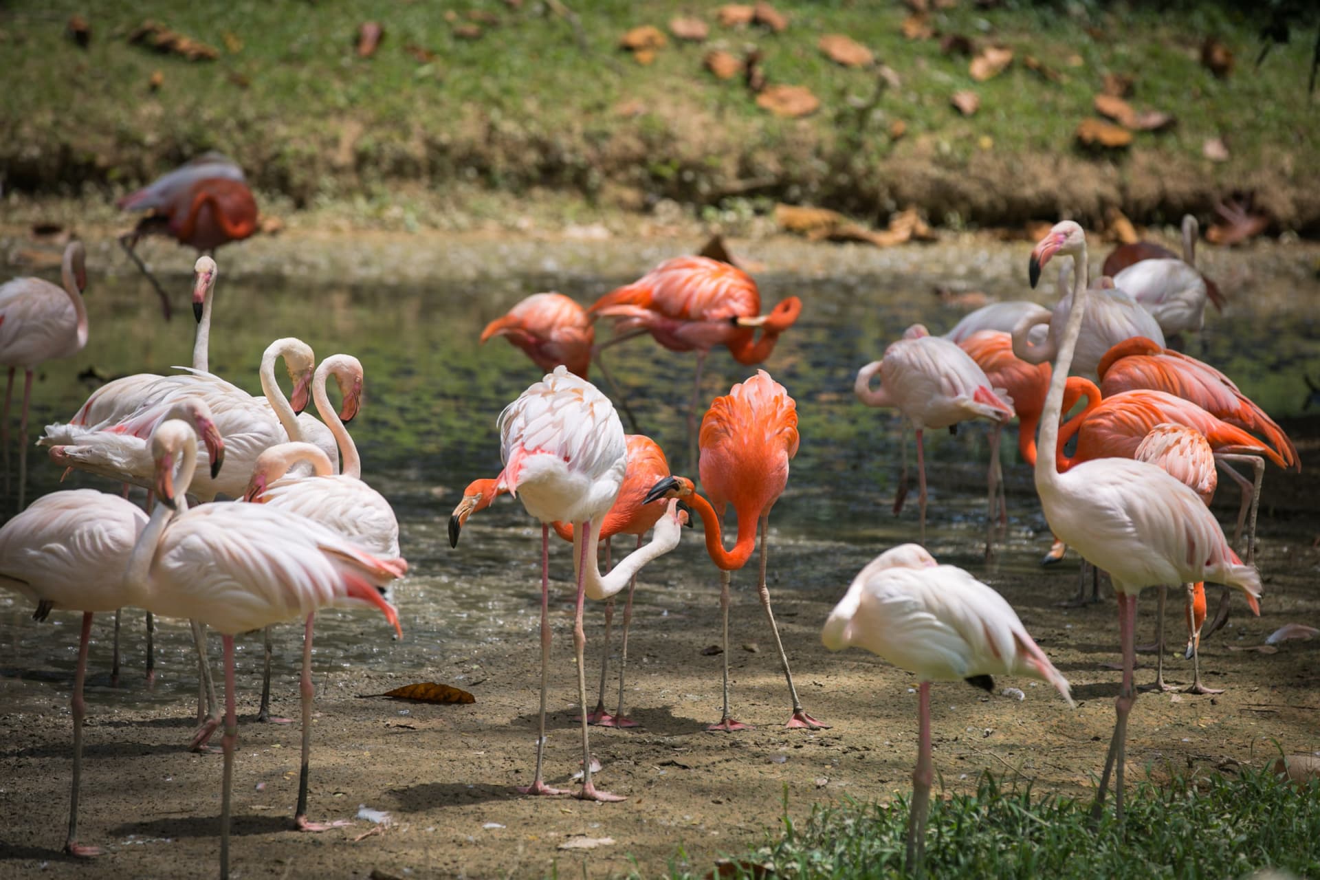 Zoo Negara Malaysia & Panda Conservation Centre Ticket - სურათი 15
