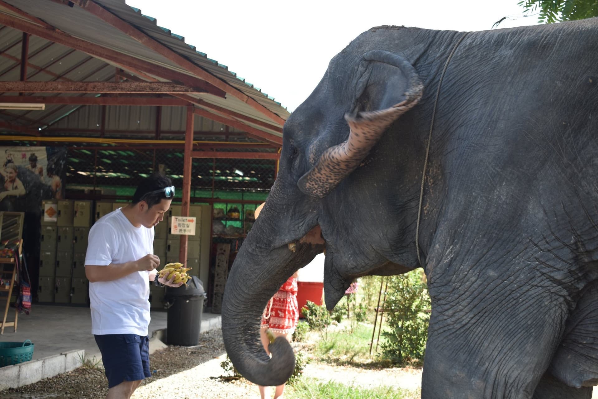 Elephant Jungle Sanctuary Pattaya - სურათი 2