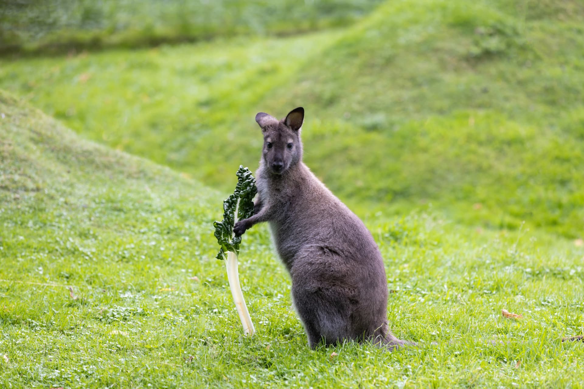 Willowbank Wildlife Reserve Ticket - სურათი 3