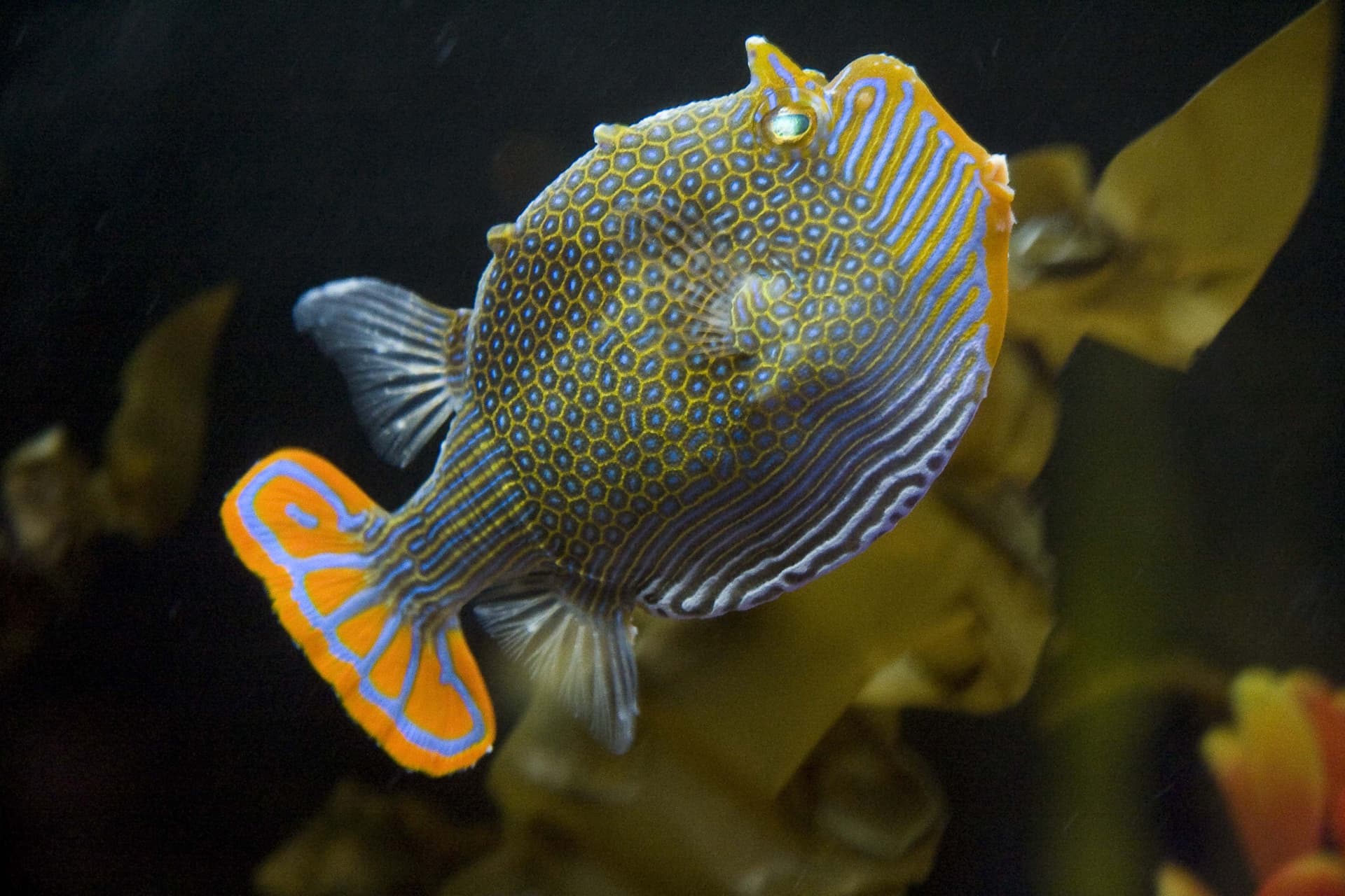 SEA LIFE Melbourne Aquarium Direct Entry Ticket - სურათი 9
