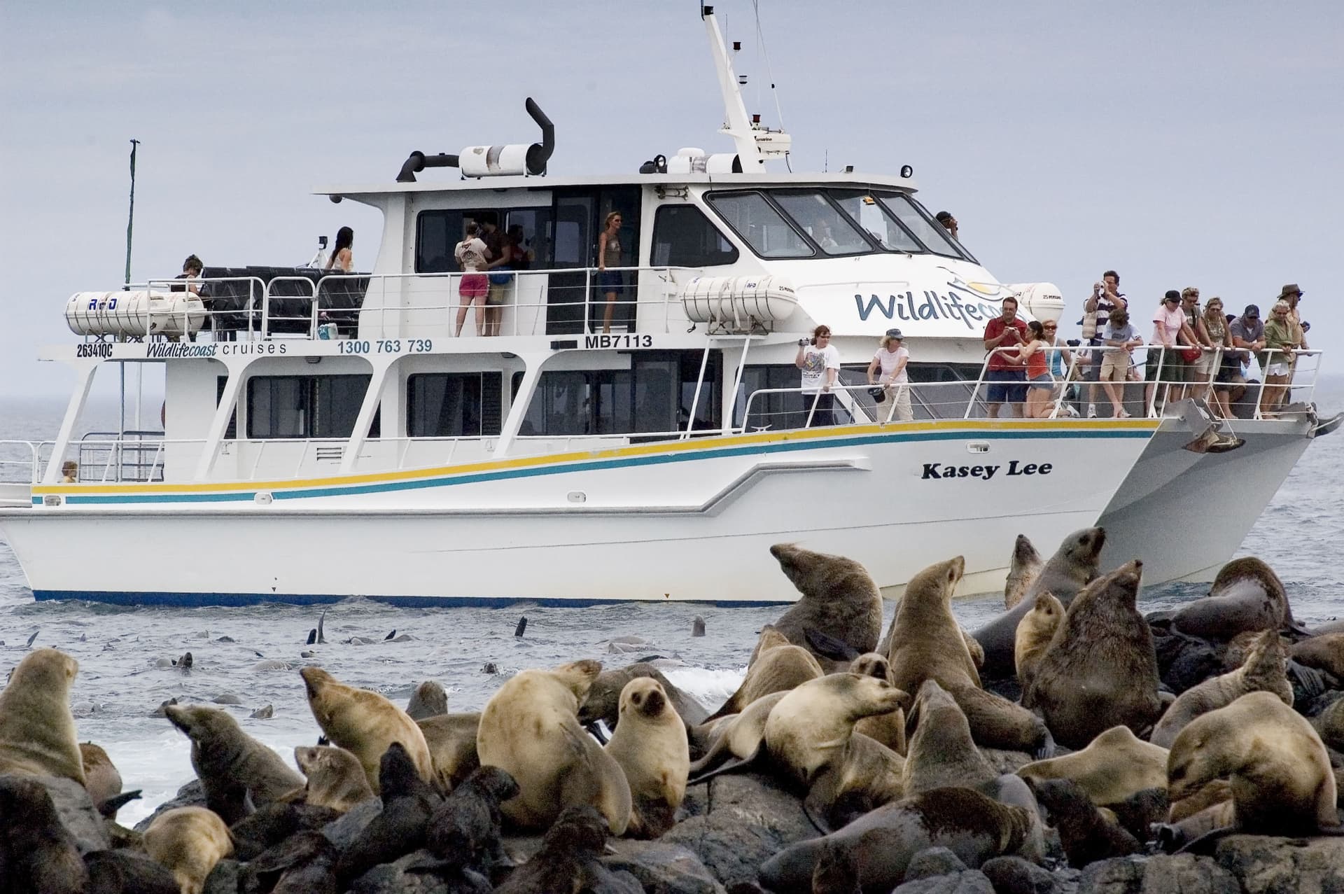 Phillip Island Seal Watching Cruise - სურათი 3