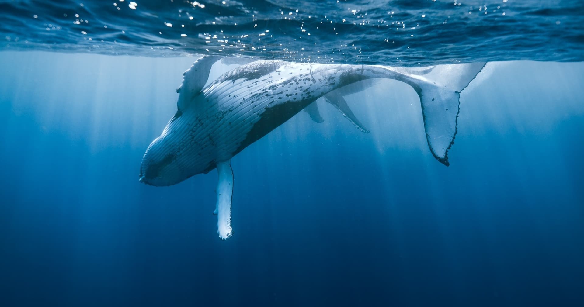 Waikiki Private Whale Watching Cruise - სურათი 2