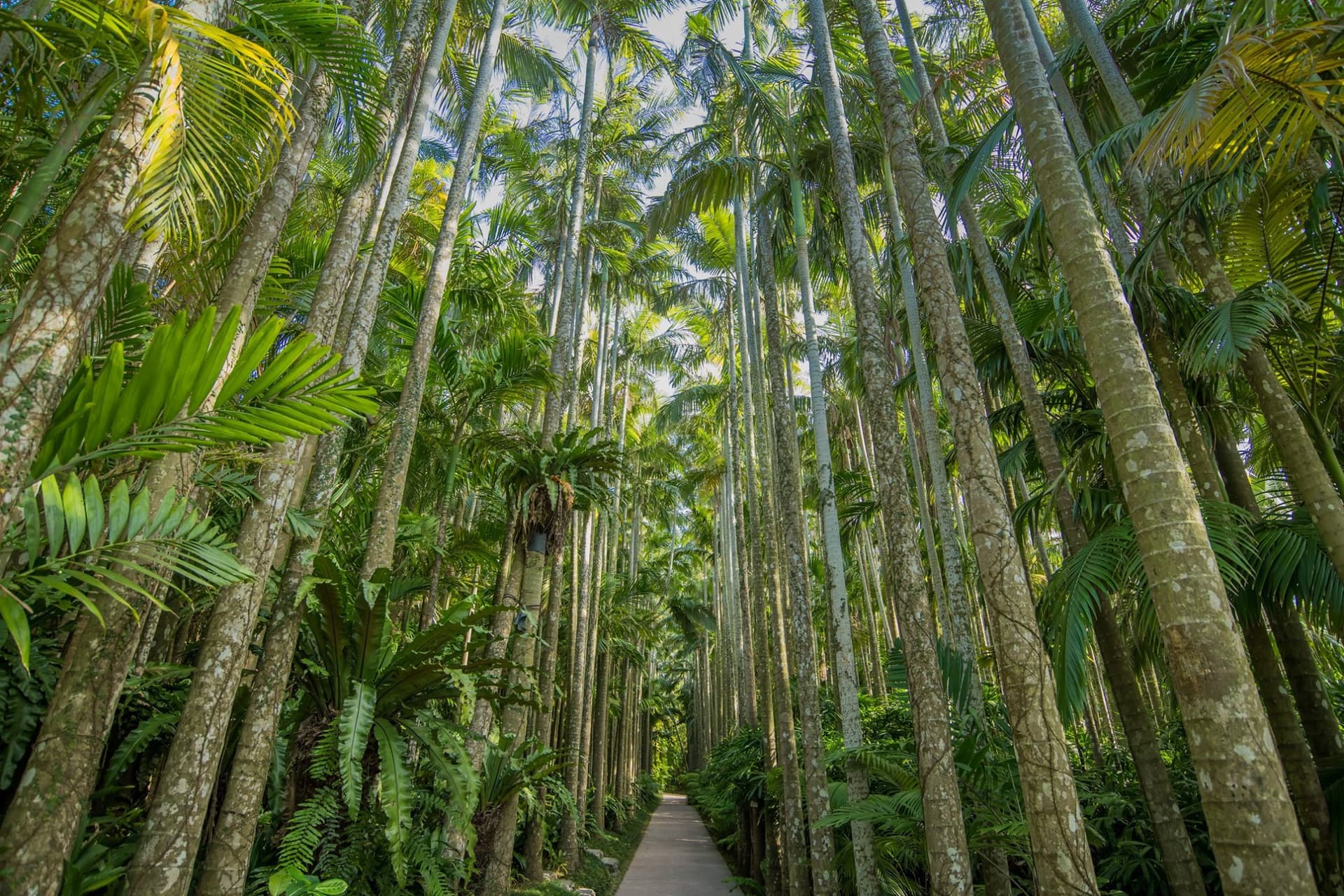 Okinawa Southeast Botanical Gardens - სურათი 4