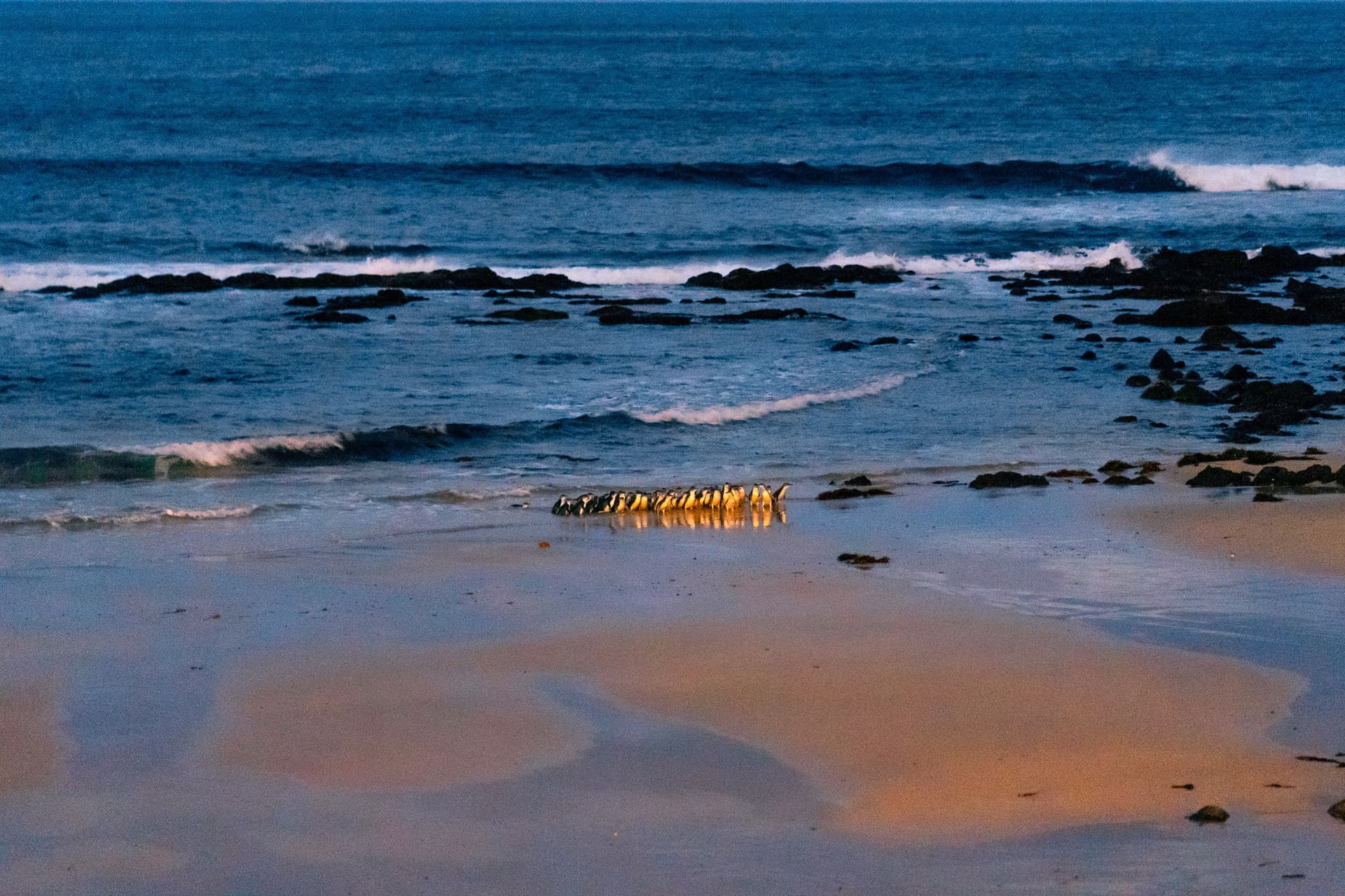 Phillip Island Nature Parks - Penguin Parade Ticket - სურათი 13