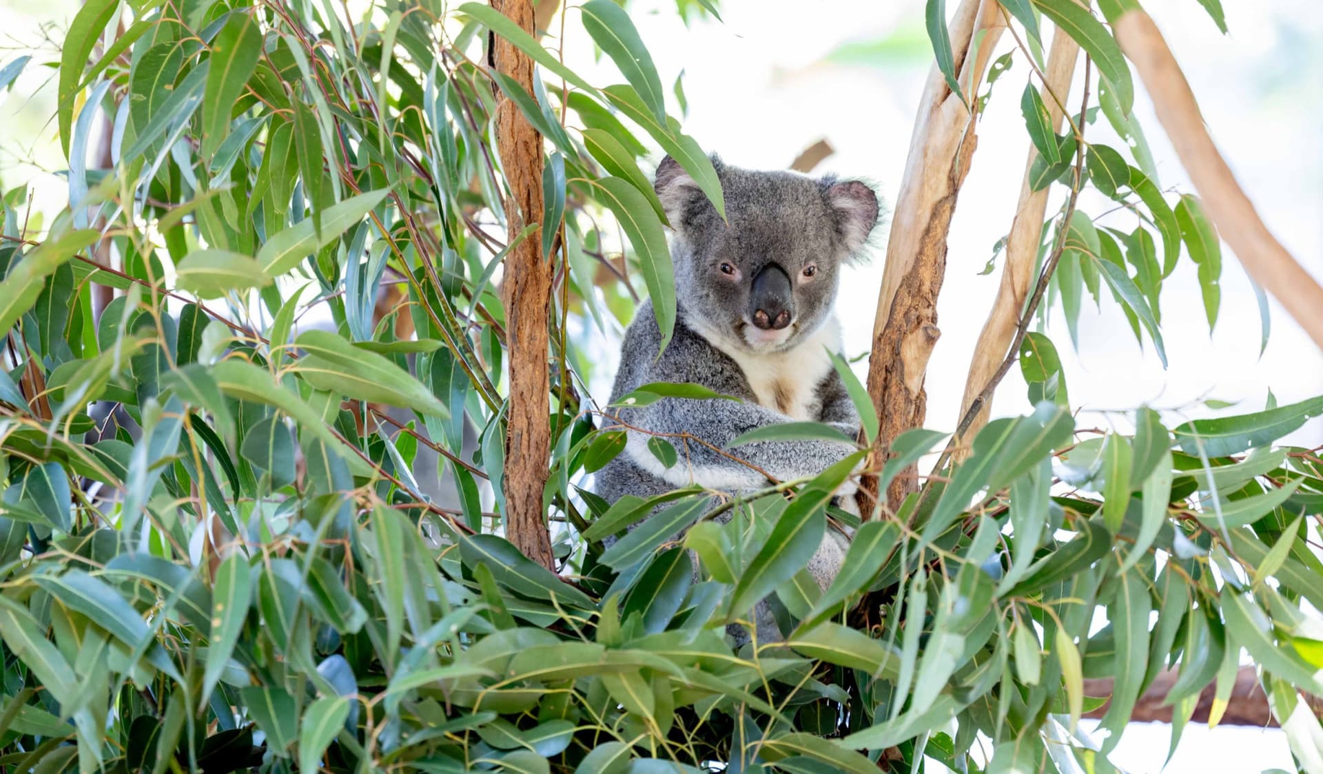 Lone Pine Koala Sanctuary Entry Ticket with Cruise from Brisbane City - სურათი 6