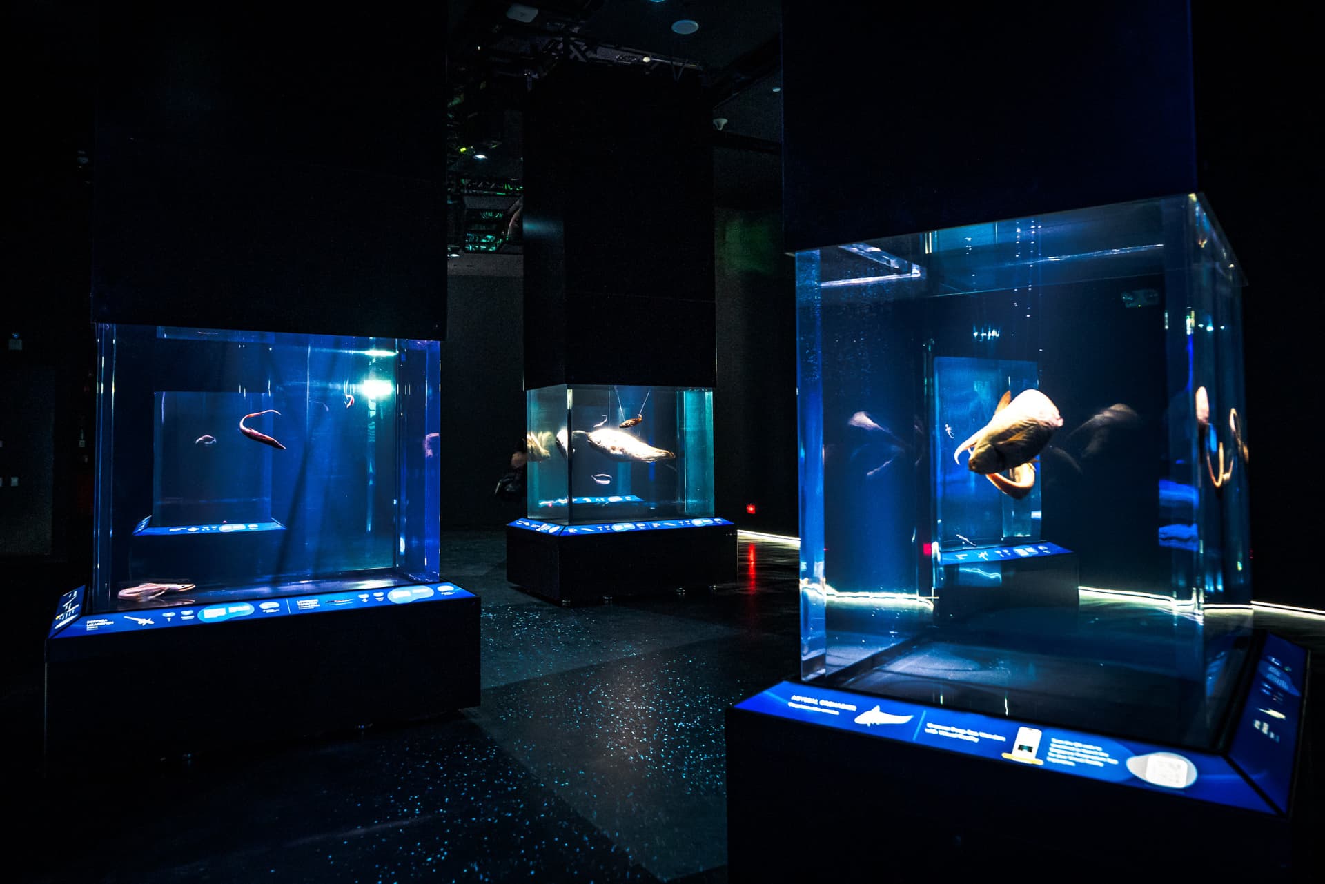 Singapore Oceanarium Ticket - სურათი 4