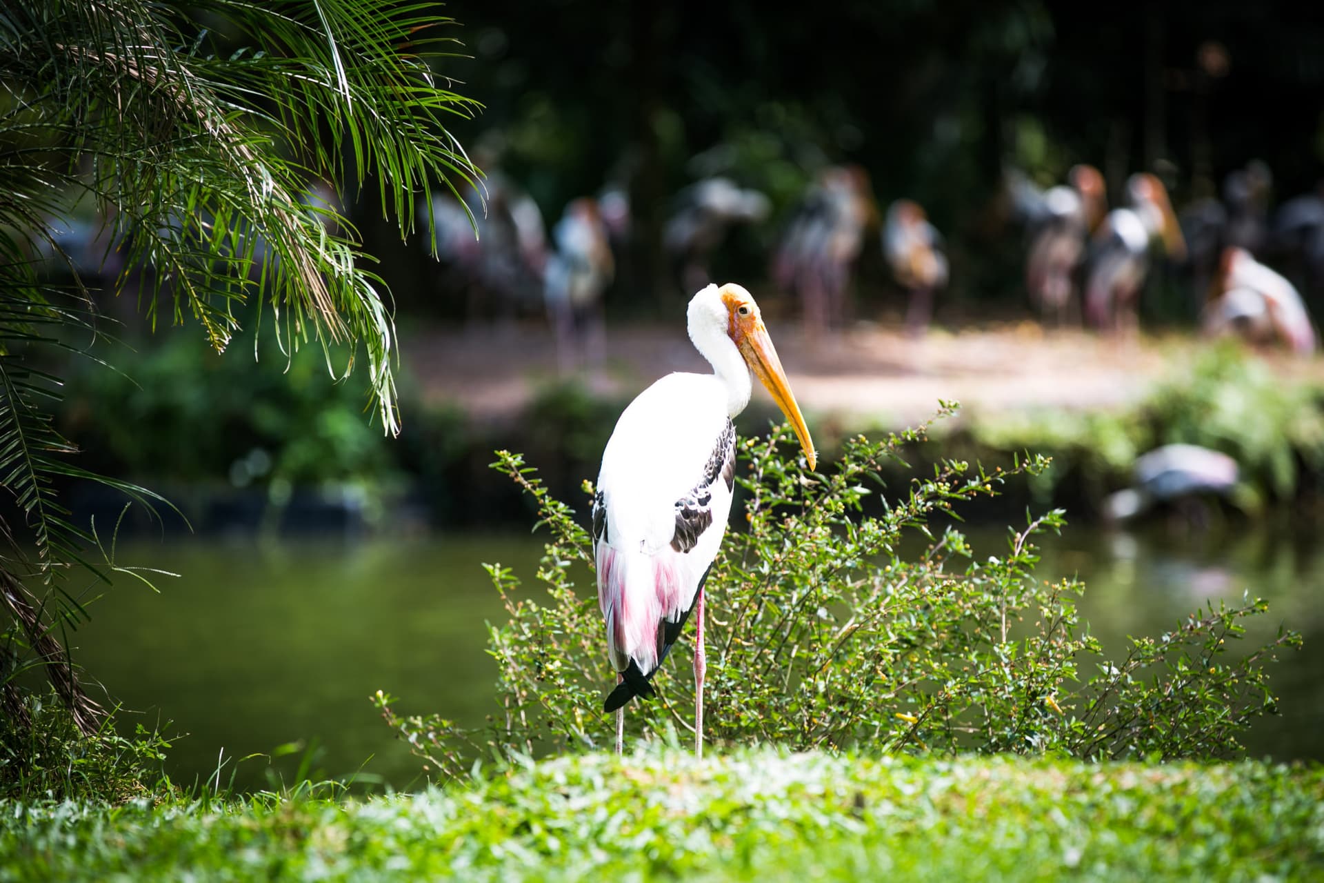Zoo Negara Malaysia & Panda Conservation Centre Ticket - სურათი 13